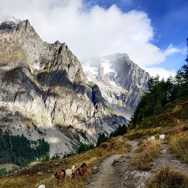 **How was your TMB hike this year?** With the season changing, I've had my last day on the TMB trail for 2019...little sad but also really grateful to have had so many new and beautiful memories to cherish during the colder months.
As I turn my attention to supporting 2020 hikers plan their epic TMB adventures, I'd love to know what the 2019 self-guided hikers thought of the trail and any assistance I provided.
For this - I need your help to complete a 10-15 min survey you'll find in my profile.
From hike preparation to your on-trail experience - this survey covers a variety of topics to help me understand your hiking journey. If you were also a customer, I'll also gather your feedback on my products and services too.
To make it as enjoyable as possible, I've added photos from the two trails I supported this season (TMB & @hauteroutehiking ) so you can take a trip down memory lane while sharing valuable insights with me.
Thank you to all those on my mailing list that have already filled in the survey, your feedback and comments are extremely valuable.
#tourdumontblanc #tourdumontblanc2019 #tourdumontblanc2020