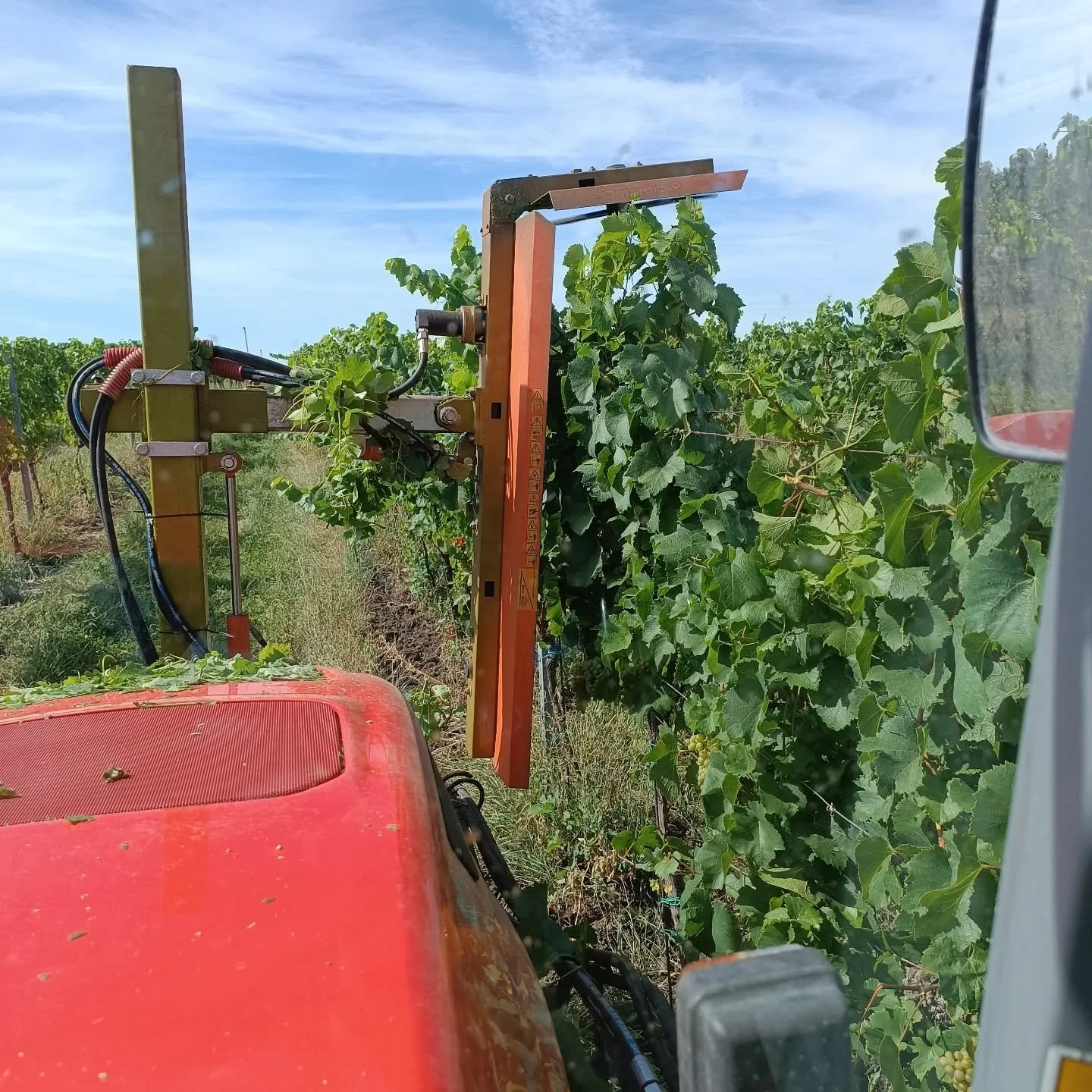 Jedny z posledních kosmetických práci ve vinici před vinobraním.
#vinarstvihempl #pijuhempla #botetice #republikakravihora