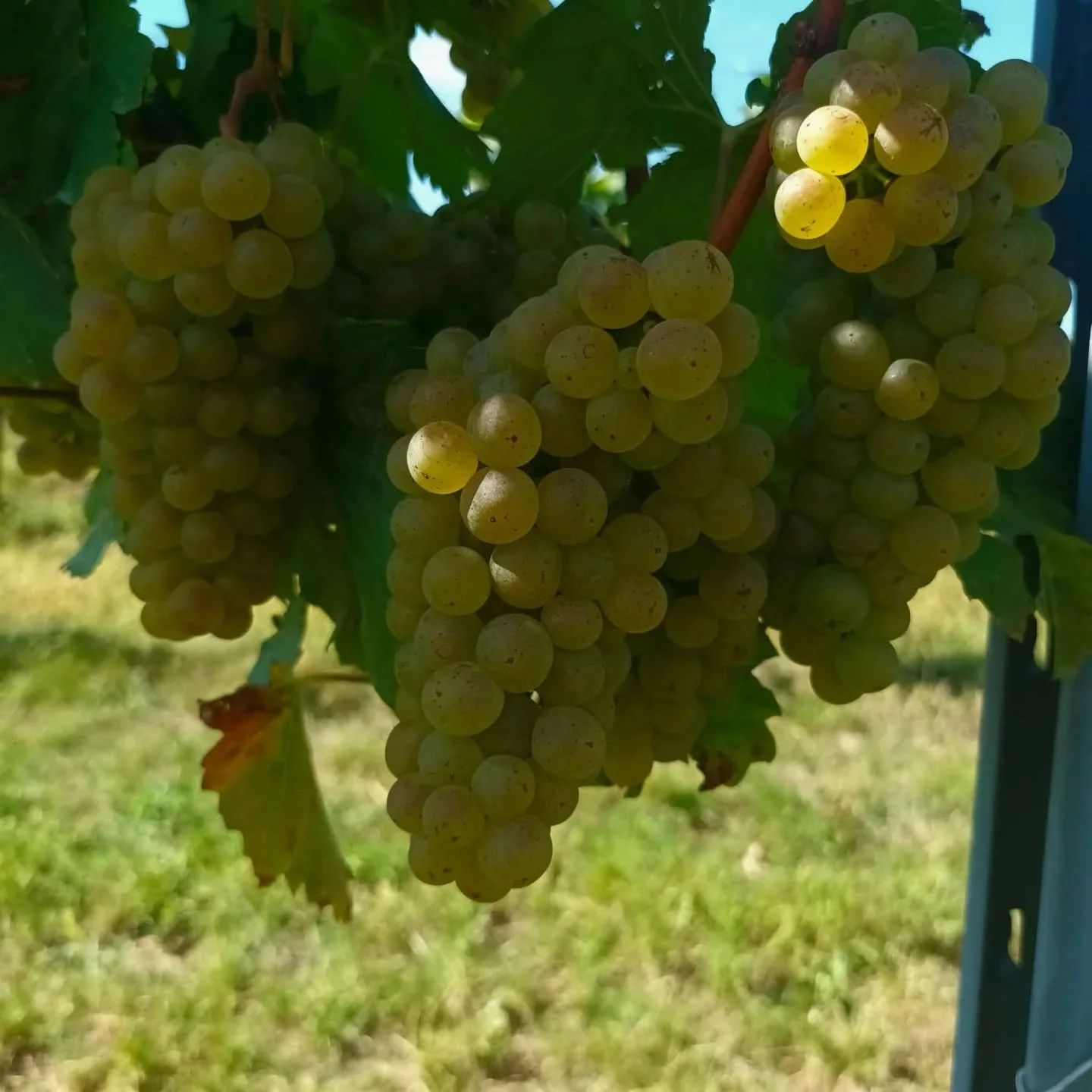 Pomalu se nám blíží vinobraní. Tak nám držte palce.
#vinarstvihempl #pijuhempla #boretice #modrehory #republikakravihora
