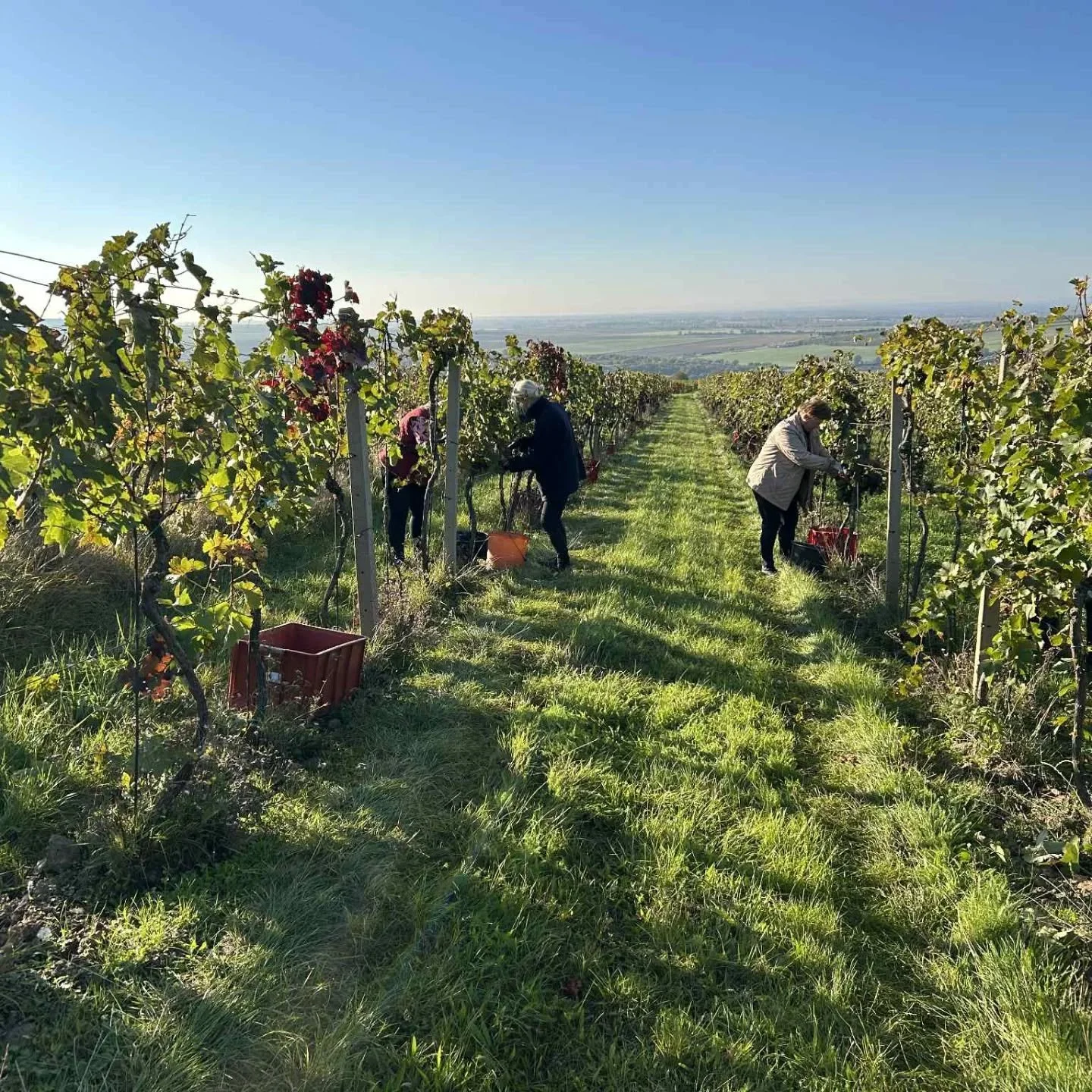 Vinobran&iacute; dokončeno jest 🍇
Každ&yacute; hrozen, kter&yacute; pro&scaron;el na&scaron;ima rukama, nese v sobě kus pr&aacute;ce, radosti i naděje.
Teď už se ve vinařstv&iacute; rod&iacute; nov&aacute; v&iacute;na ročn&iacute;ku 2025 &ndash; plo