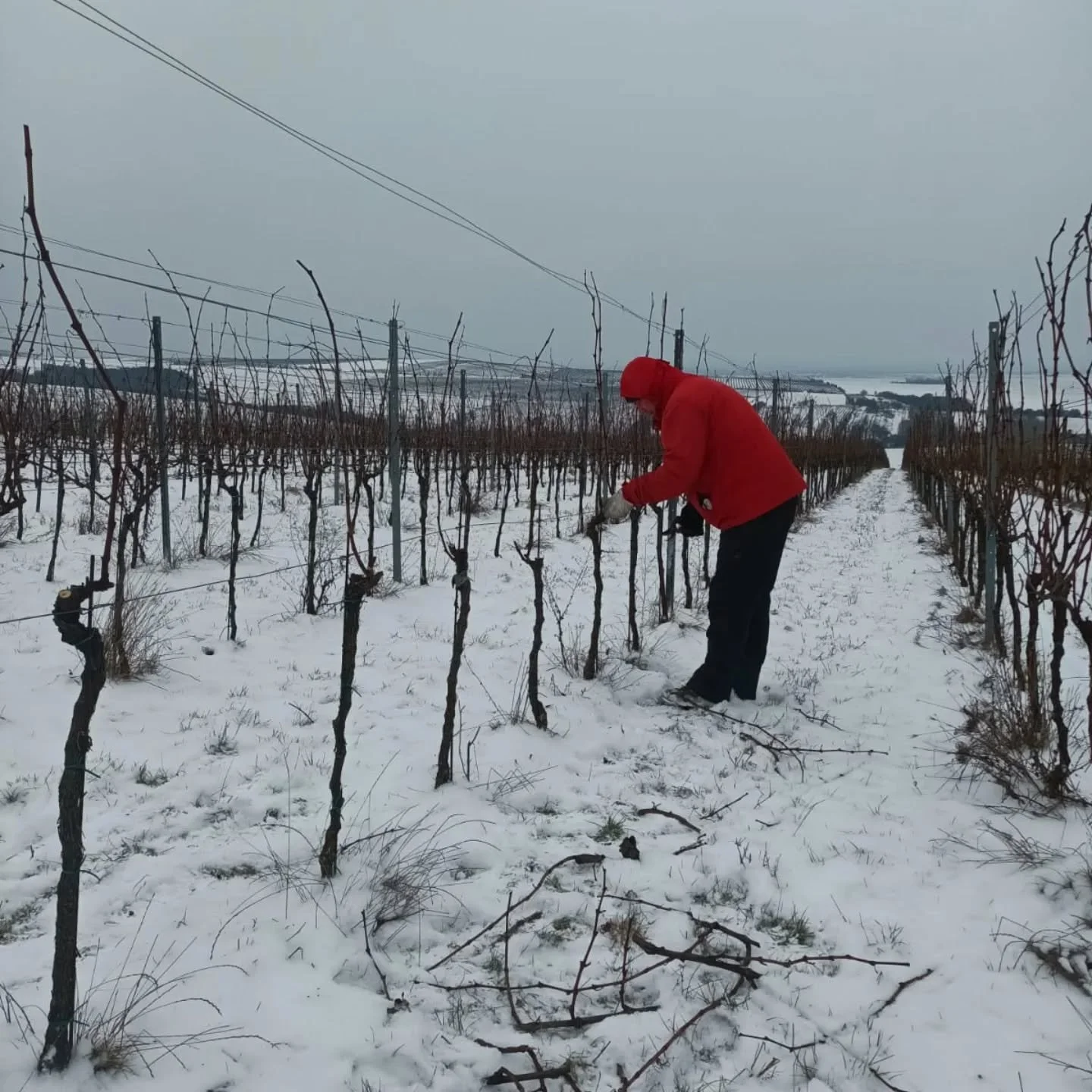 Ve vinic&iacute;ch už to po nov&eacute;m roce tradičně ož&iacute;v&aacute;. Vinaři berou do ruky nůžky a zač&iacute;n&aacute; jedna z nejdůležitěj&scaron;&iacute;ch prac&iacute; &ndash; řez r&eacute;vy. Postupně se vyb&iacute;raj&iacute; tažně, kter&