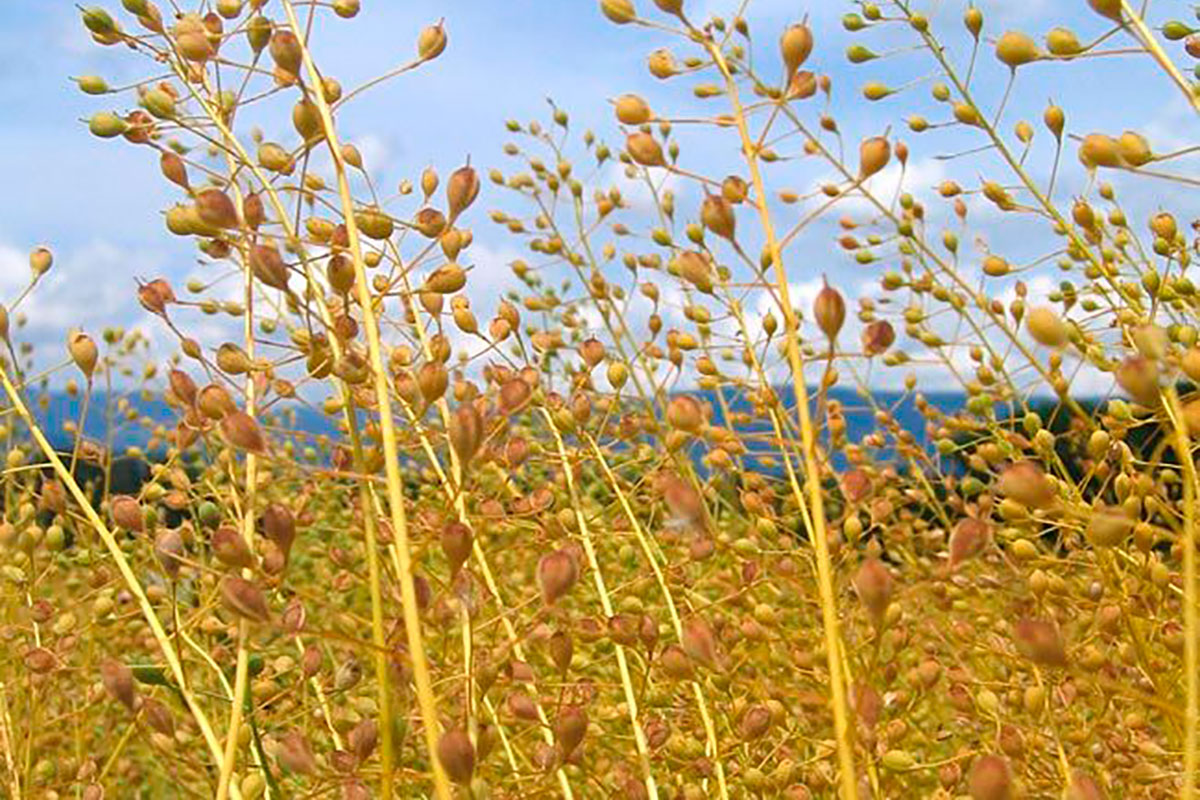 Camelina