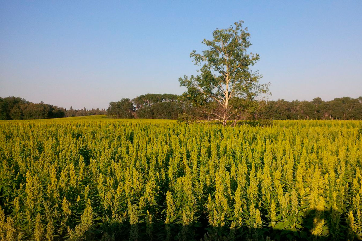 quinoa-field.jpg