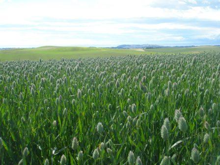 canary-field.jpg