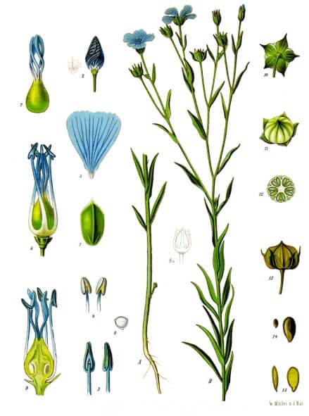 Flax seed