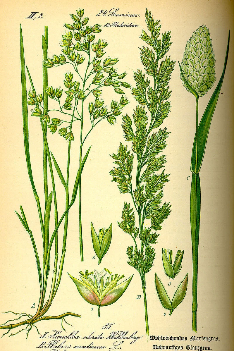 Canaryseed overview