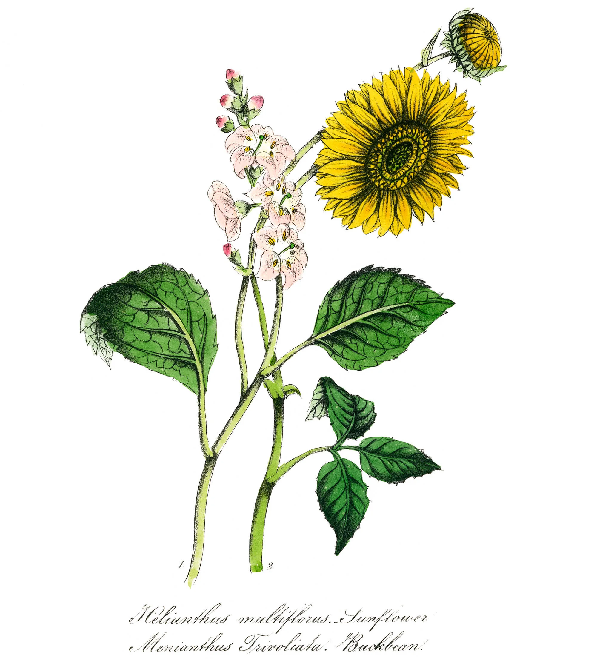 Sunflower drawing