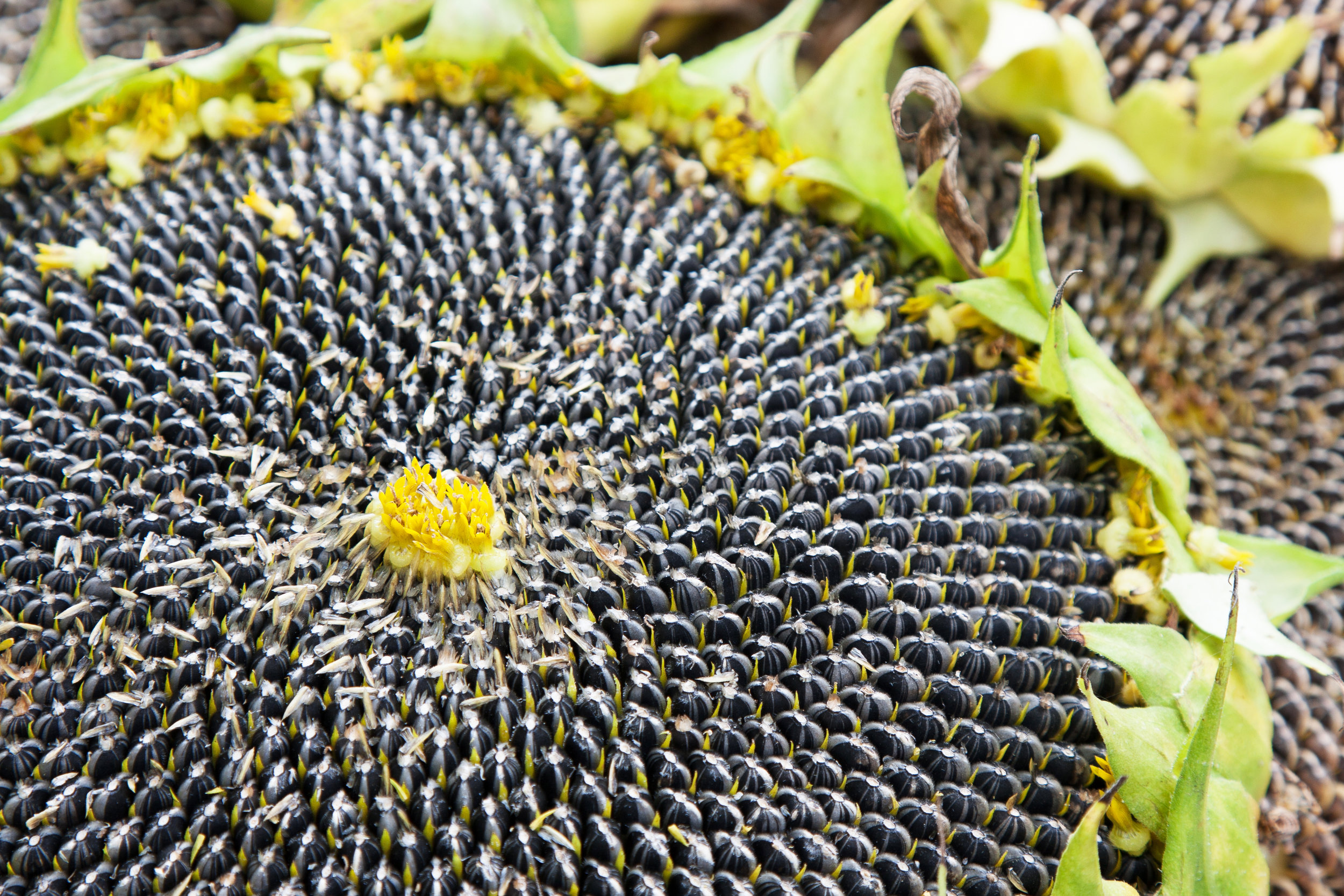 Sunflower-closeup.jpg