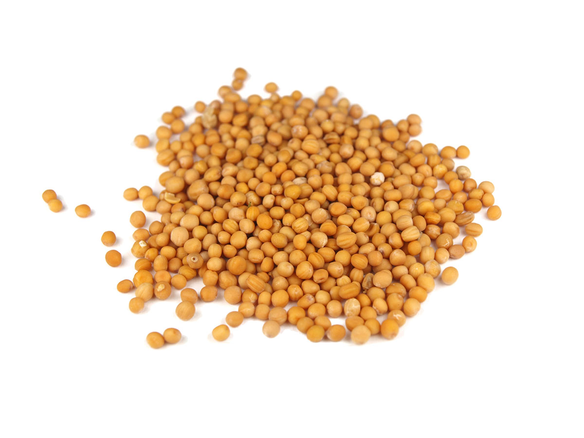 mustard-seed.jpg