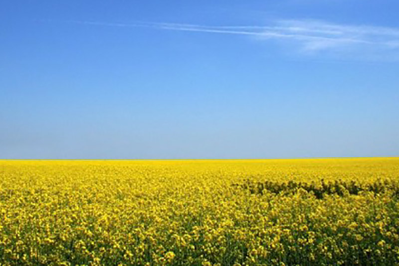 mustard-field.jpg