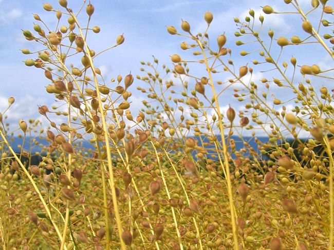 camelina-field.jpg