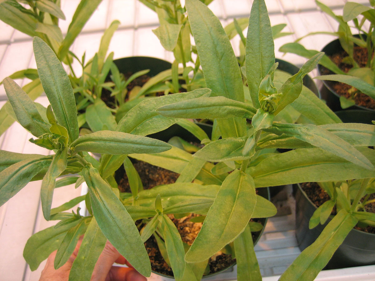 Camelina-plants.jpg