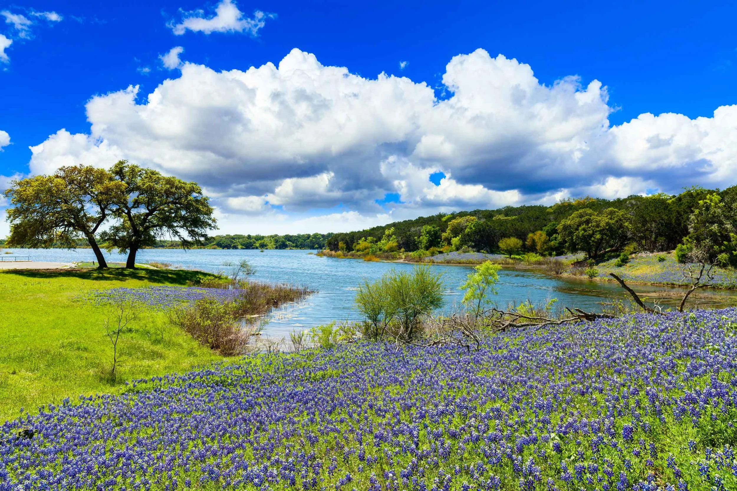 bluebonnets-river.jpg