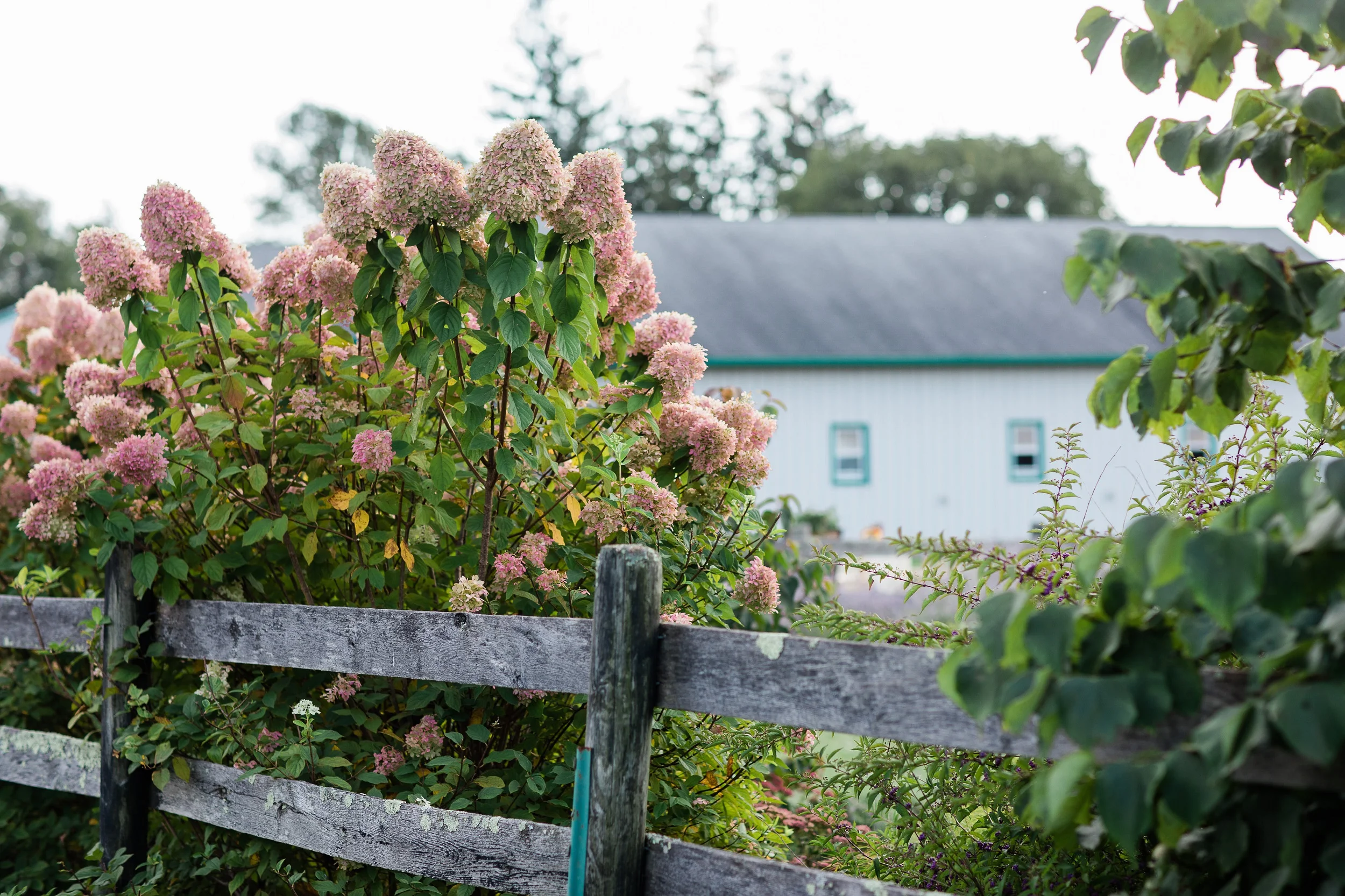 farm-scene-garden-recpeption.jpg