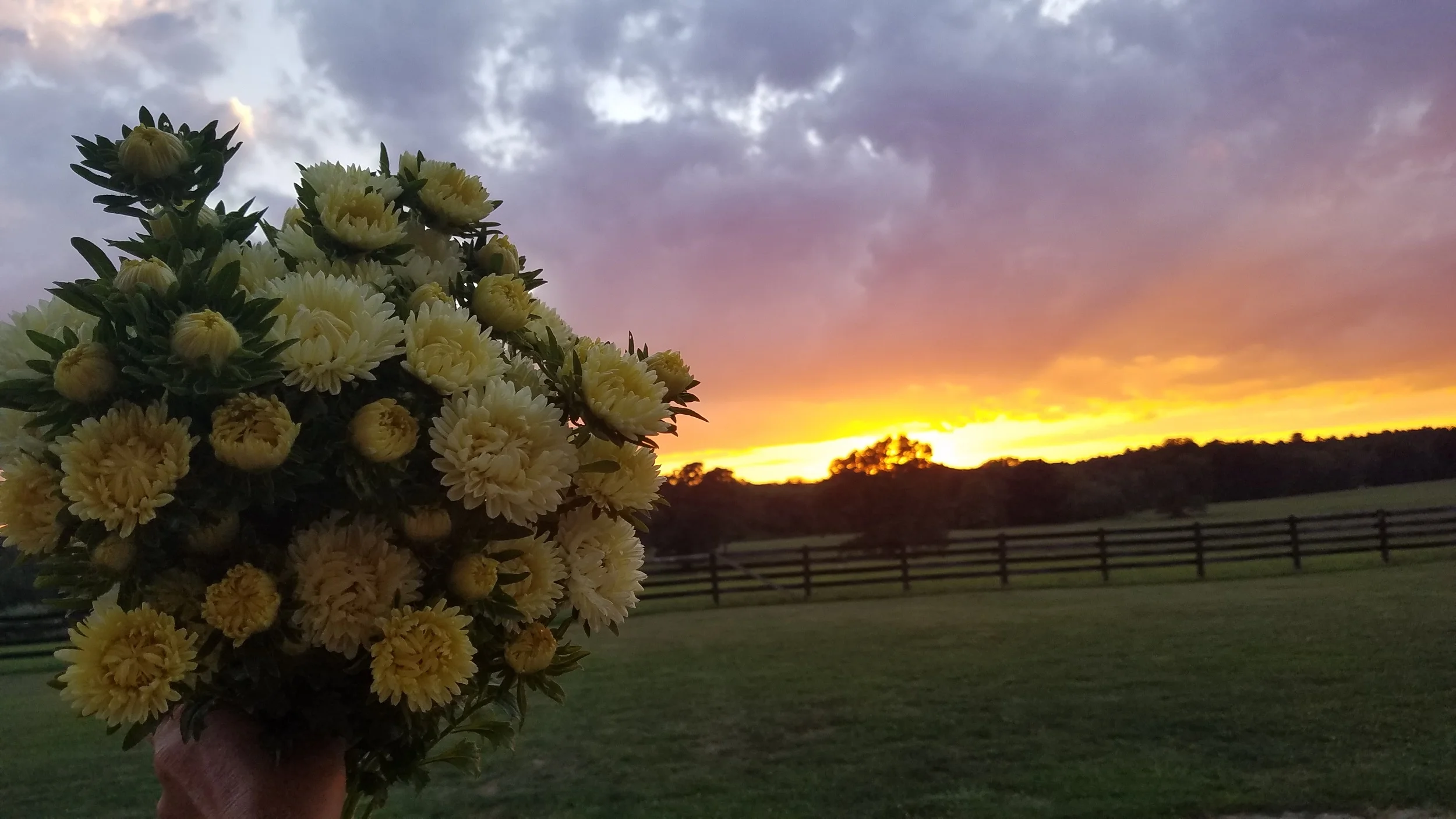 CSA.fall.bunch.asters.sunset.jpg