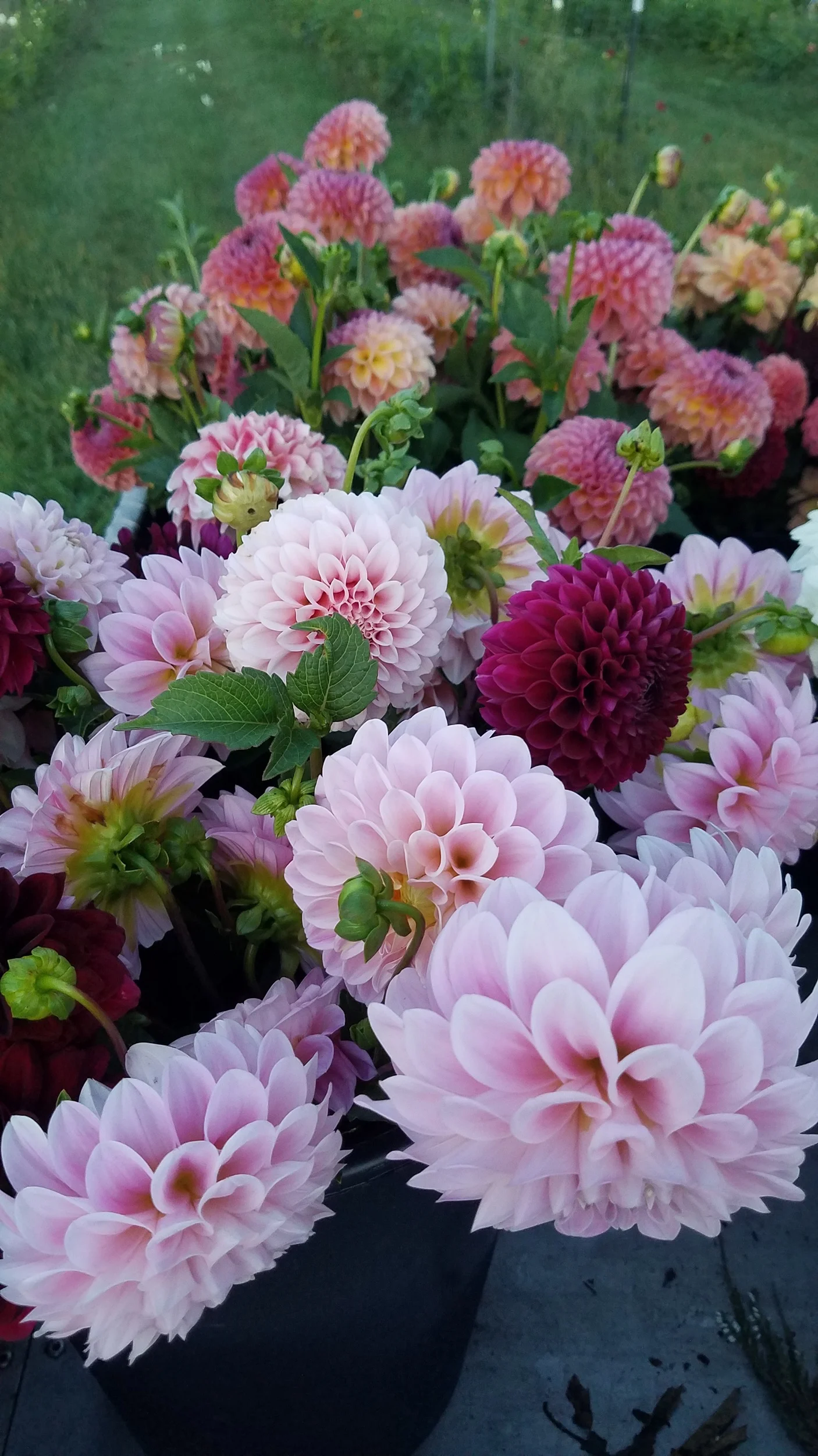 dahlia.season.jpg