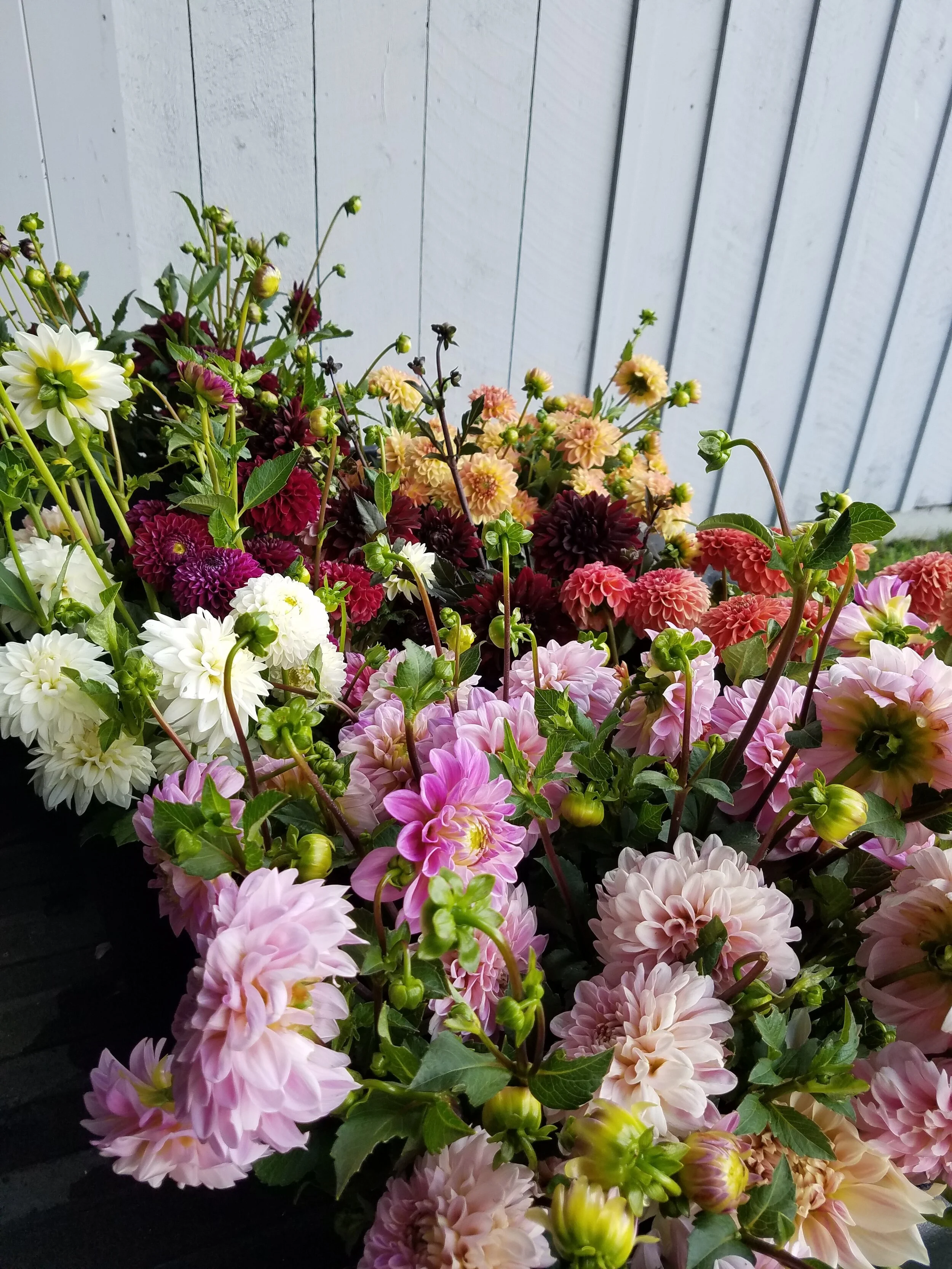 dahlia mix.jpg