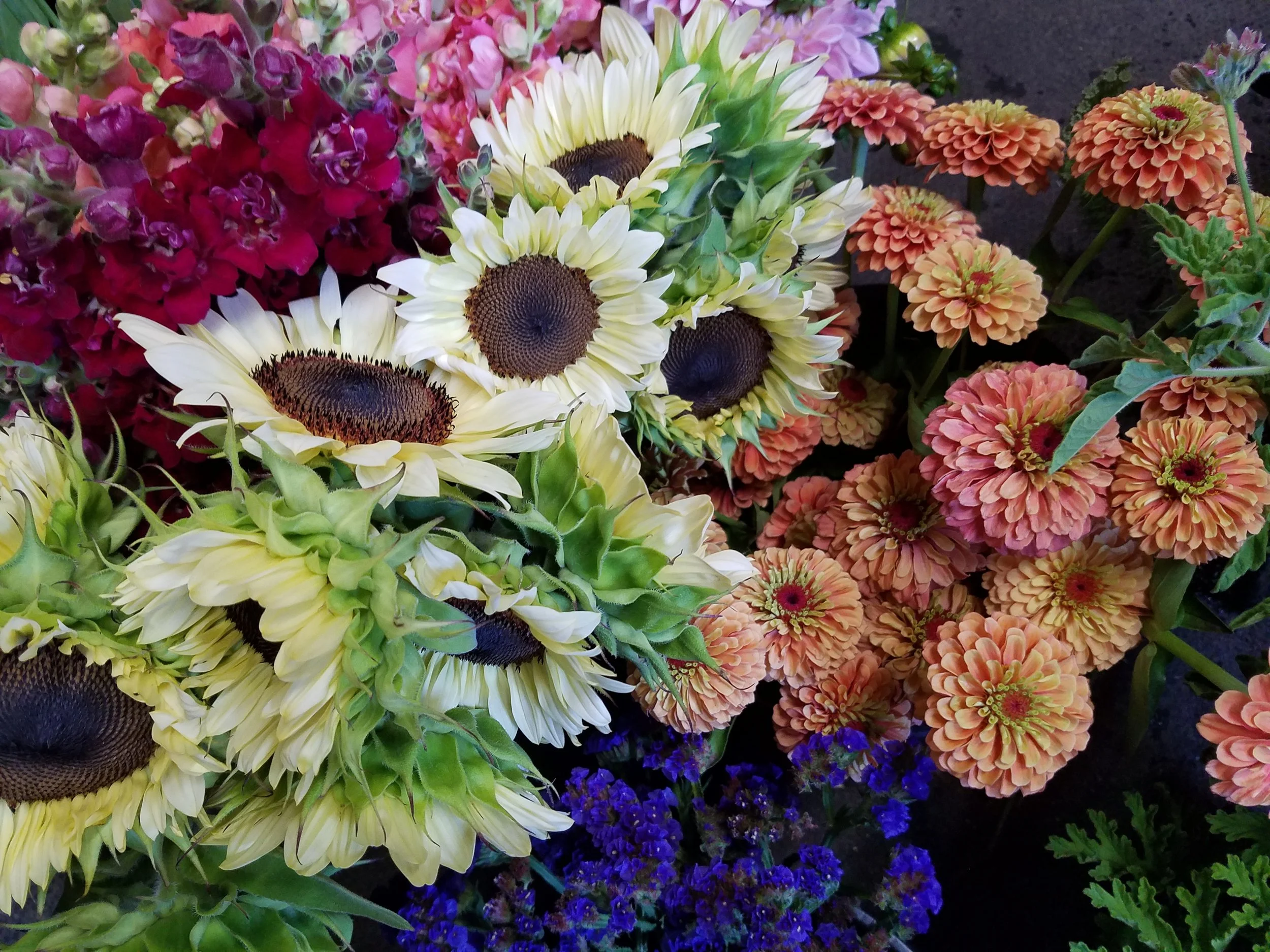 sunflower zinnia summer bright mix.jpg