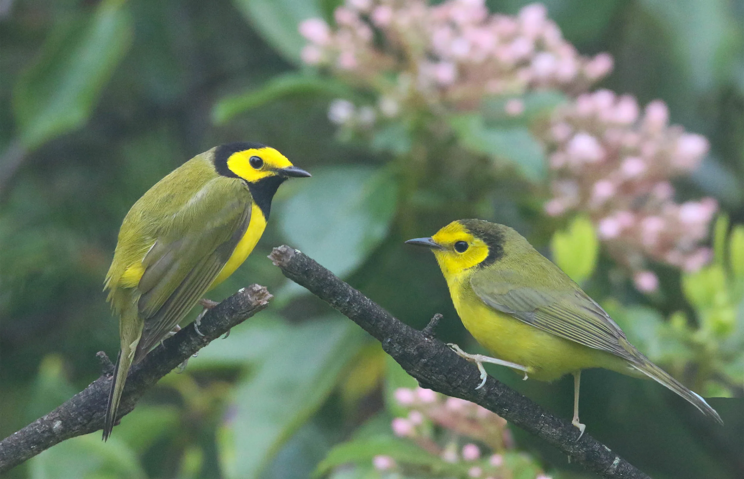 Hooded Warbler A foggy morning scene in the Southern Appalachians. This is not one of the easier warblers to photograph. Finding the female this early spring date, along with hearing two nearby singing males, indicated to me a great opportunity to photograph this species. This image was my first attempt at using Photoshop to combine a warbler pair.