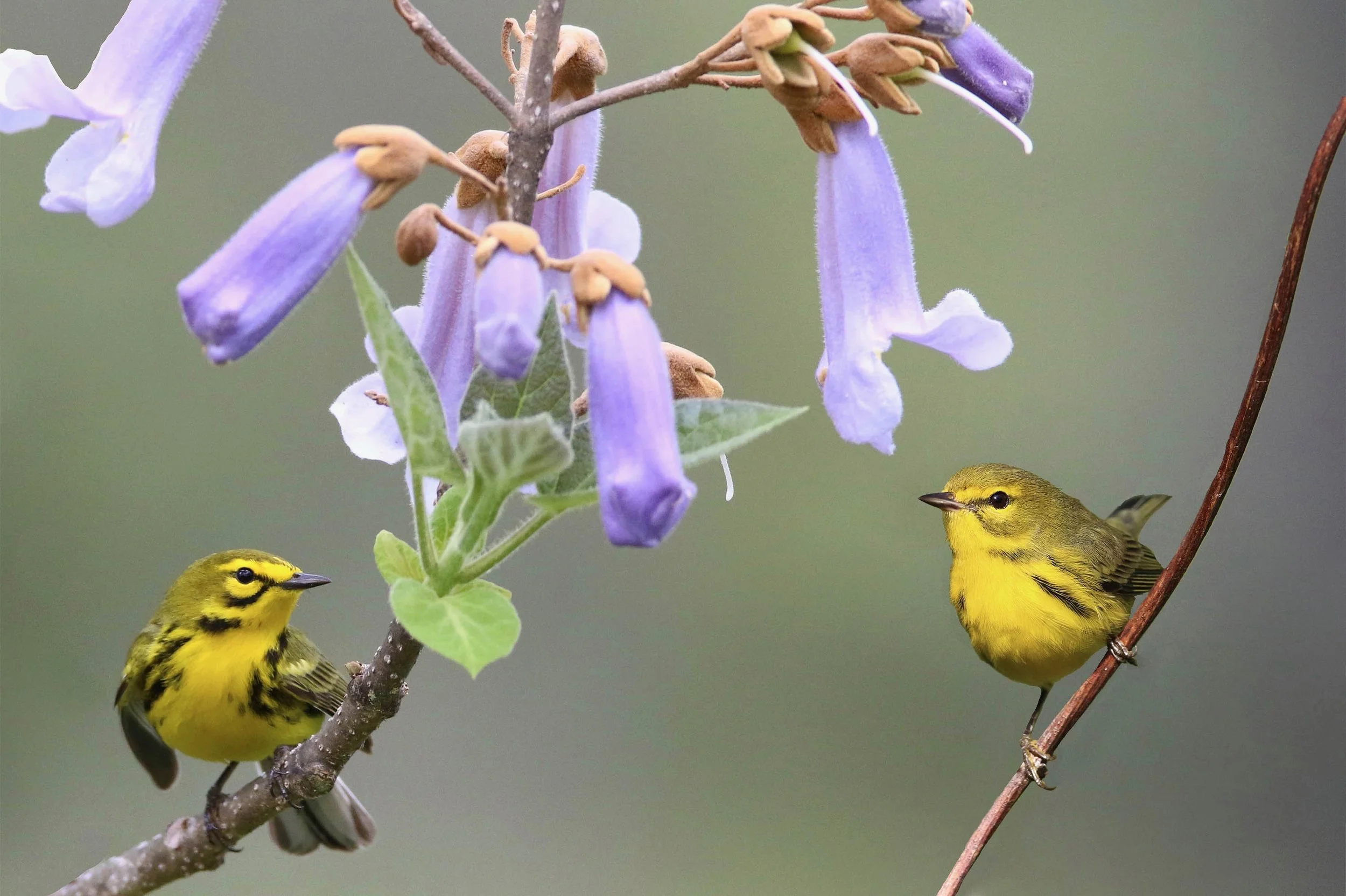 Prairie Warbler A beautiful warbler found in scrub type habitat throughout its range. The male has more black in the face, and bolder black side stripes as well. This is one of the more cooperative warbler species for photography and thus lends itself well to creative compositions. Abundant on the Georgia Photo Journey.