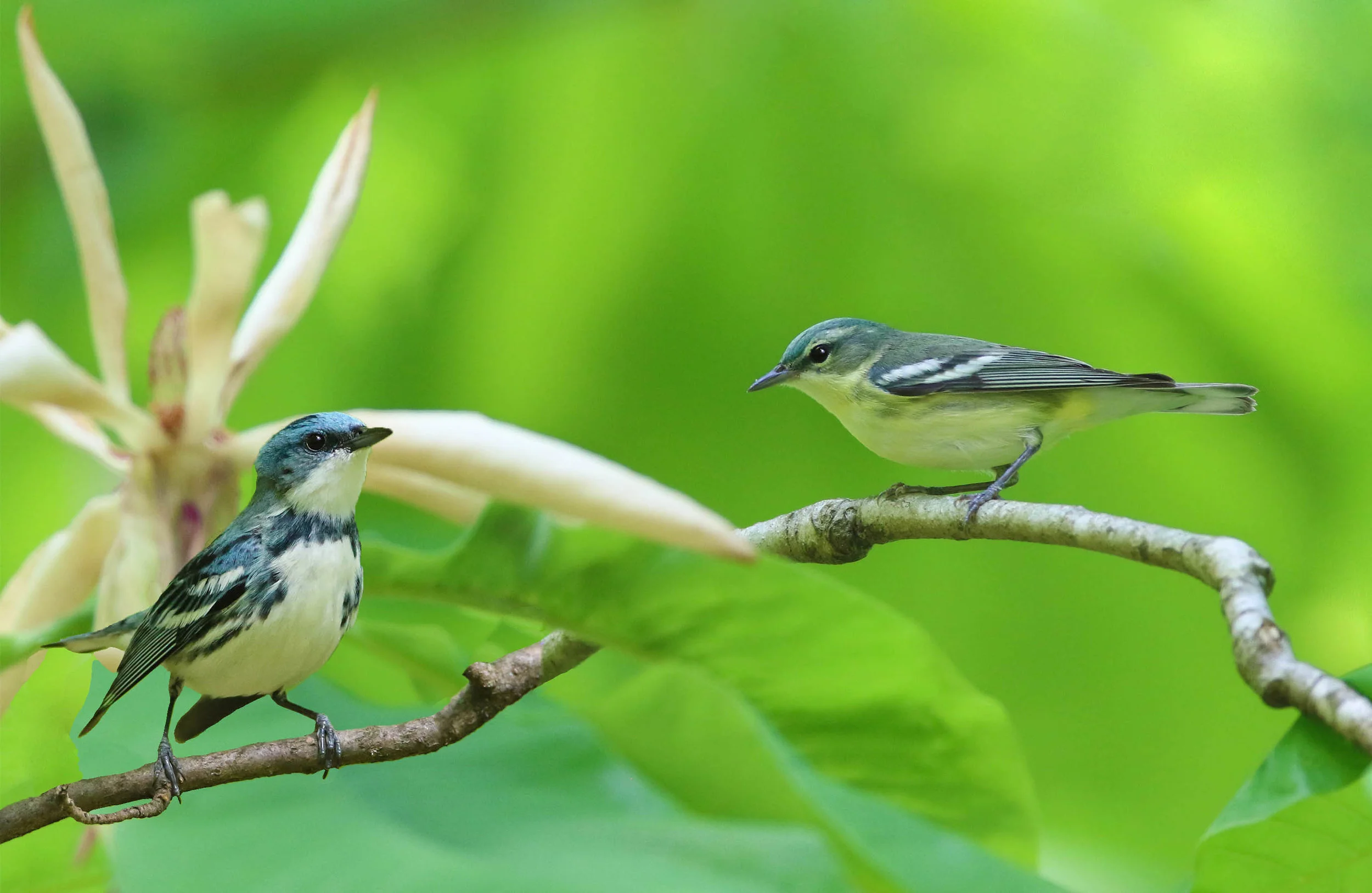Cerulean Warbler One of my favorite warblers. This species thrives in old-growth forest. It is much easier to work with when one can access this species from locations that are nearer the canopy. My favorite place to visit this species is Tennessee.