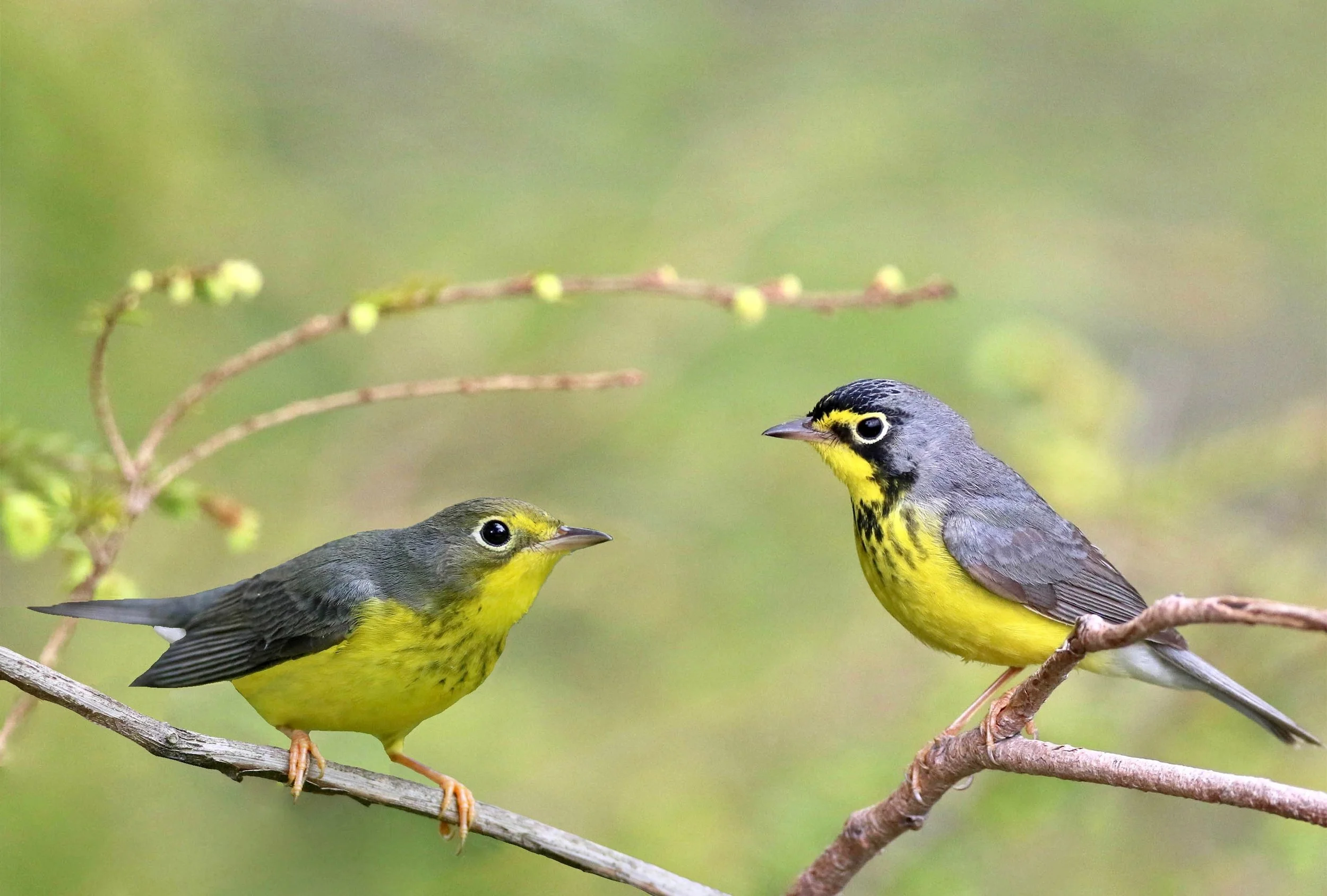 Canada Warbler Stunningly beautiful and abundant on sections of the Blue Ridge Parkway Photo Journey. The male has more black in the cap, on the face, and a bolder black necklace.
