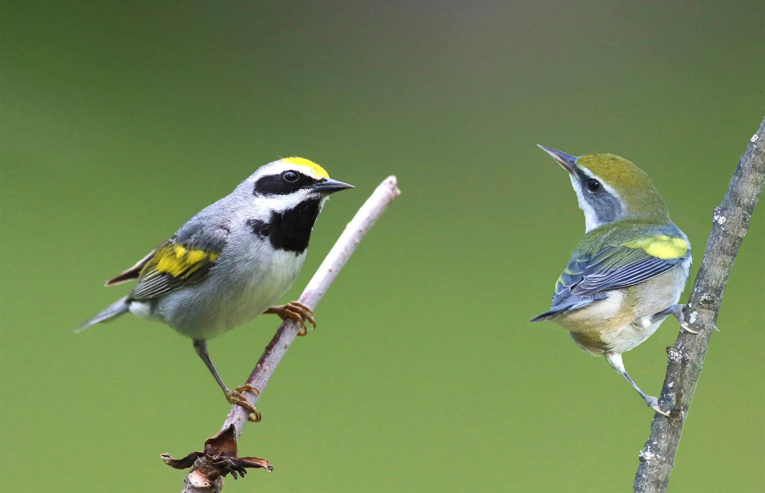 Golden-winged Warbler Here is a contrast between the adult male and a first fall female. On the Michigan Photo Journey, this species is rather abundant.