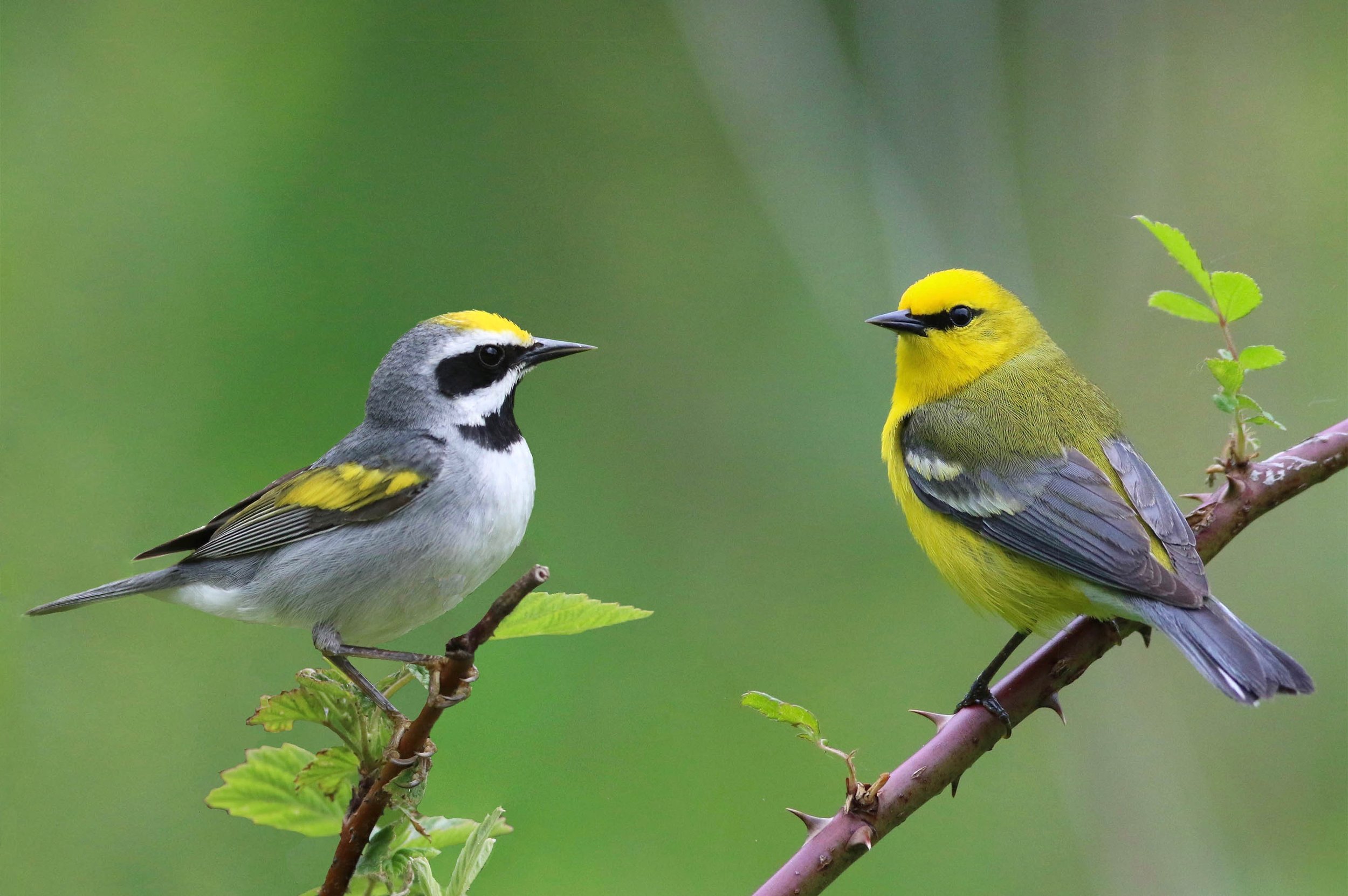 Golden-winged and Blue-winged Warbler Both crowd favorites, these handsome and competing species are virtually identical genetically. The Blue-winged warbler continues to push the range of the Golden-winged warbler farther northward. Both species are targets on the Michigan Photo Journey.