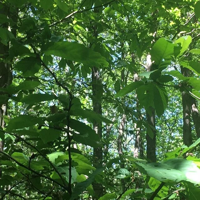 Life goal #inspiration #nature #forest #truth