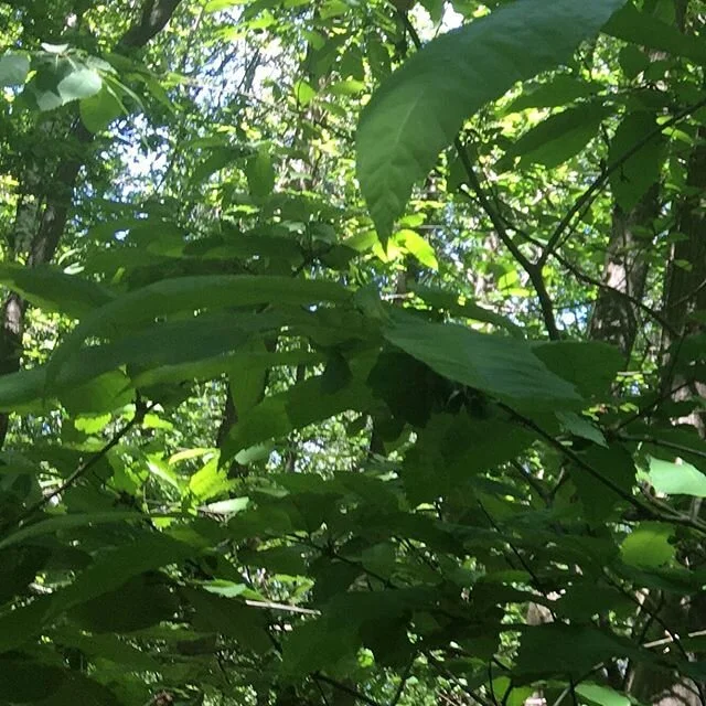 Life goal #inspiration #nature #forest #truth