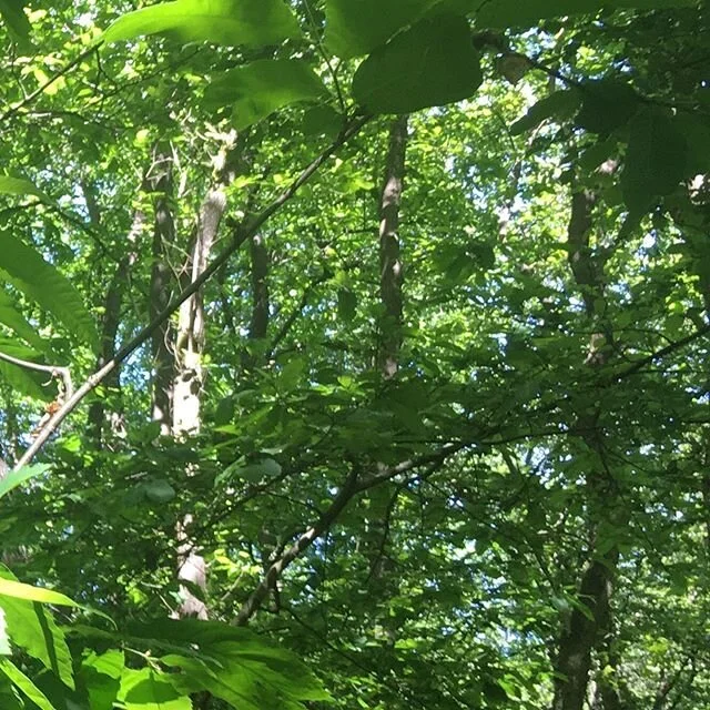 Life goal #inspiration #nature #forest #truth