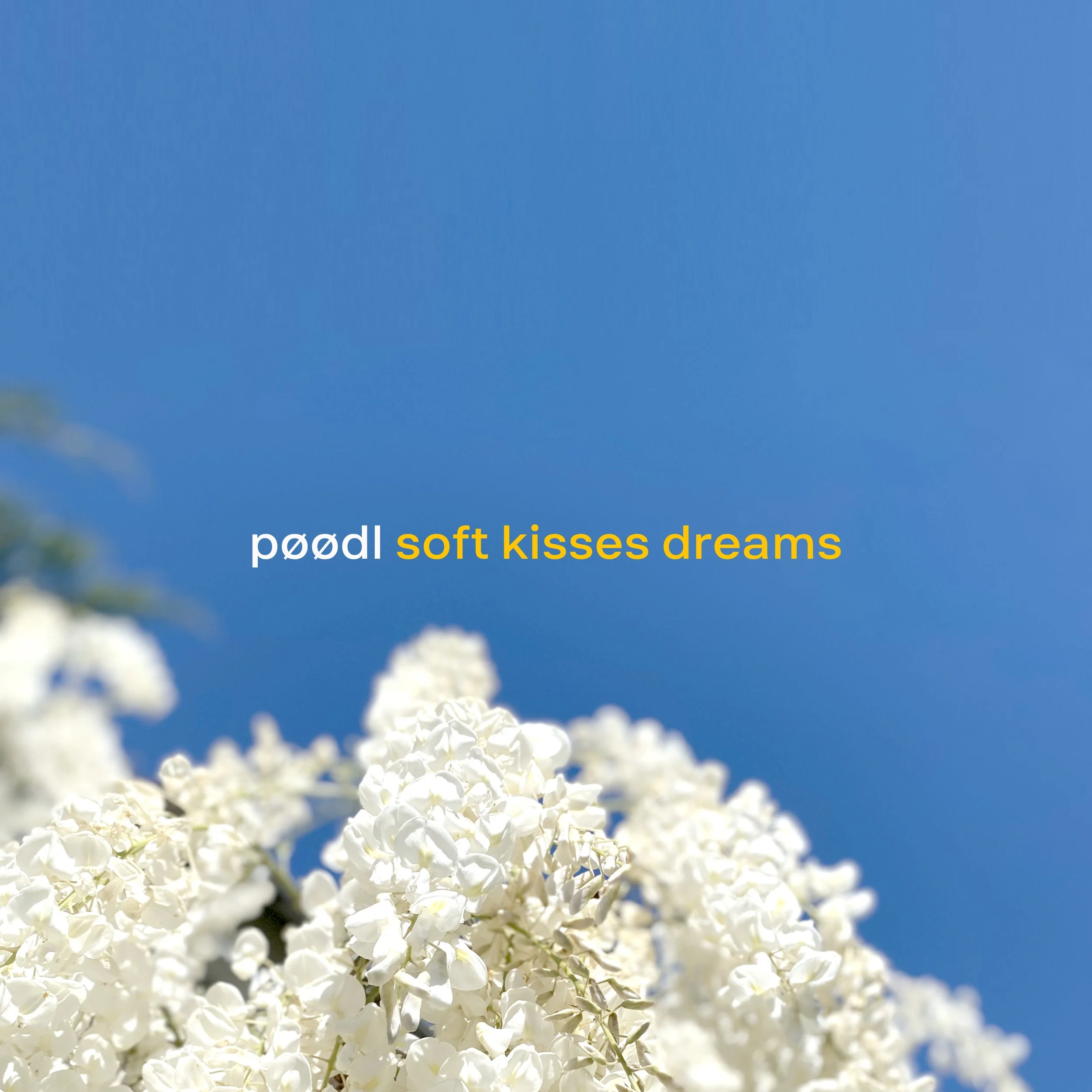 POODL Soft Kisses Dreams.jpg