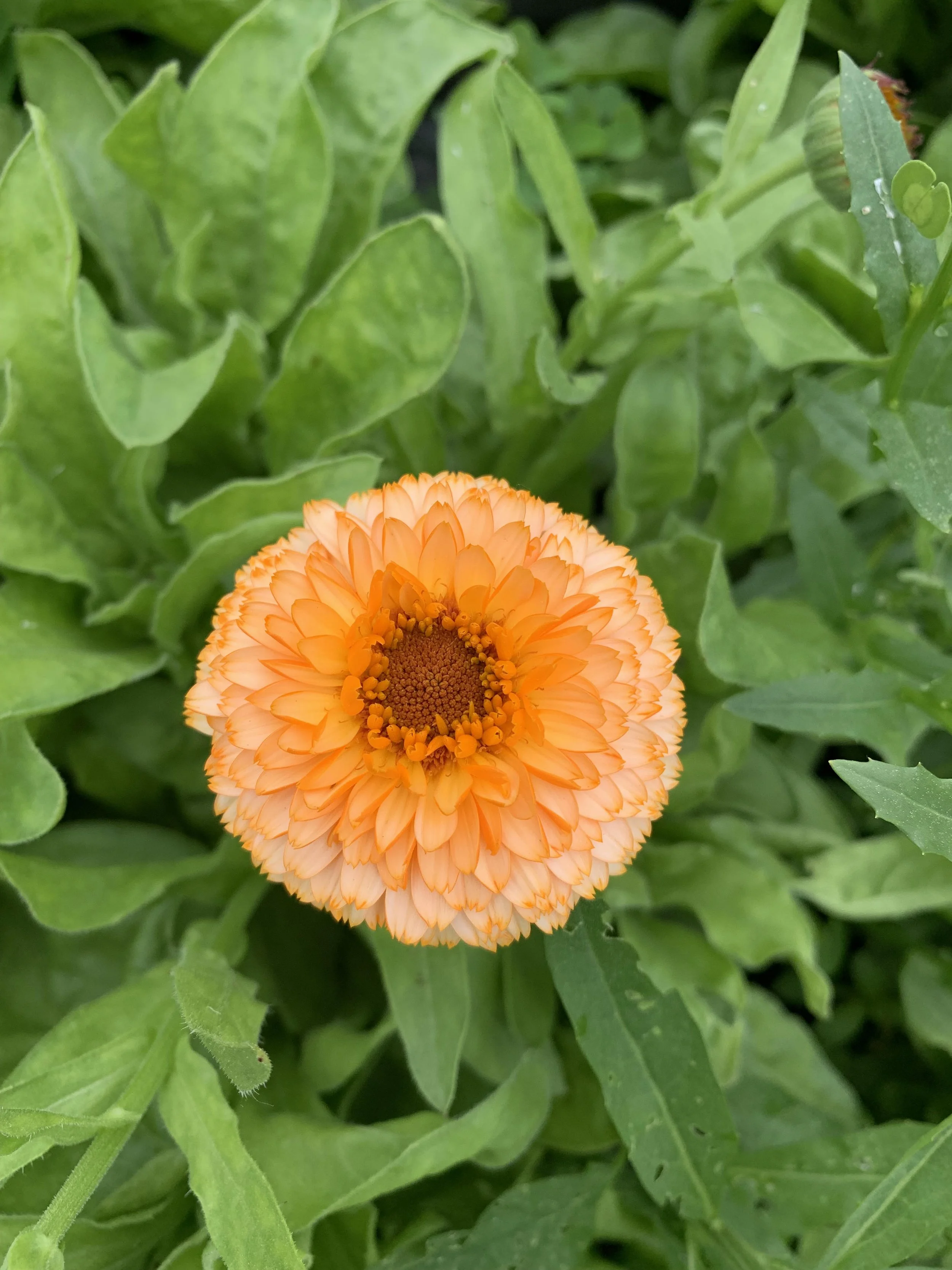 Calendula 2022.jpg