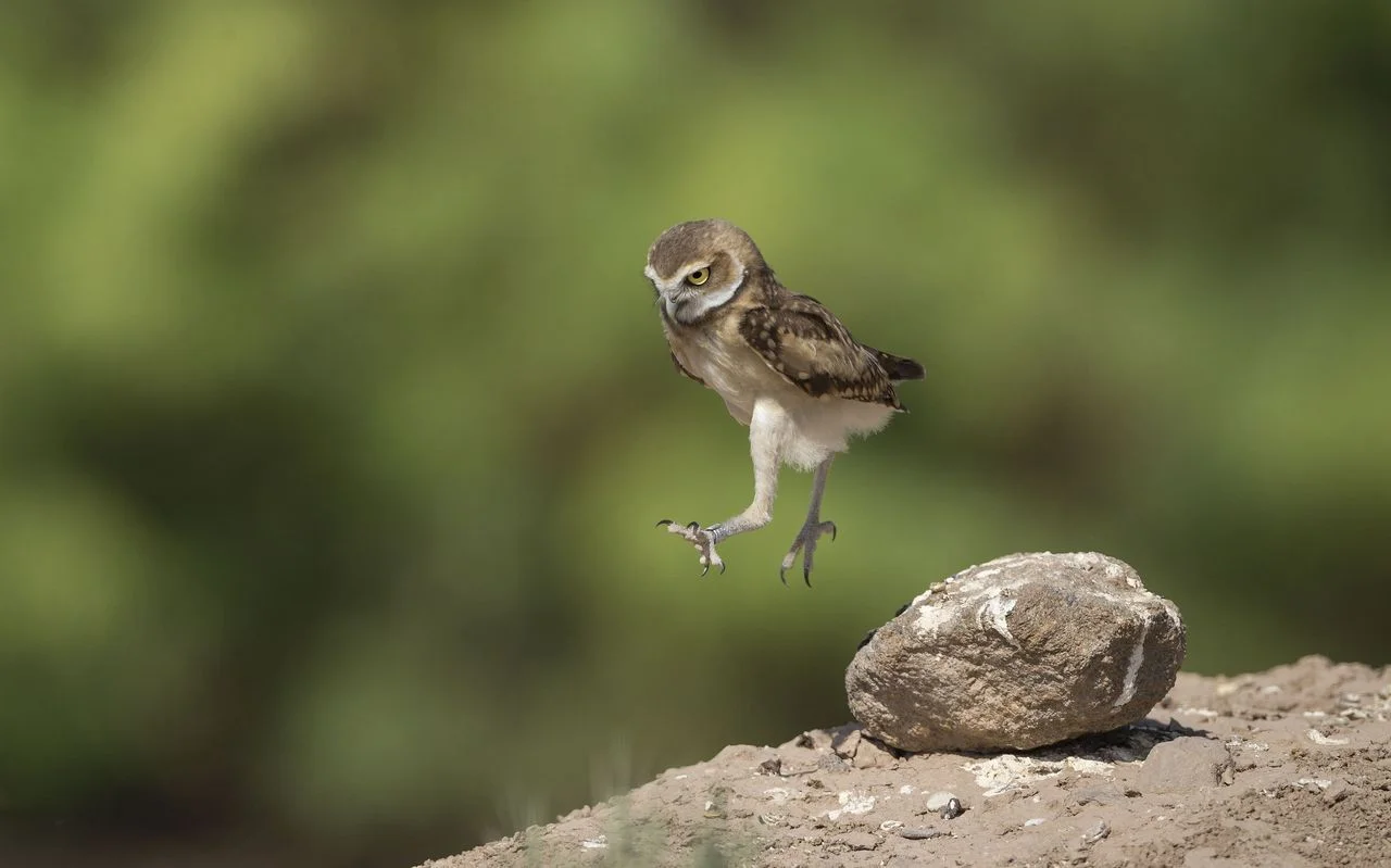 This photo deserves a credit. Alas, I found it on the internet without a credit. :(