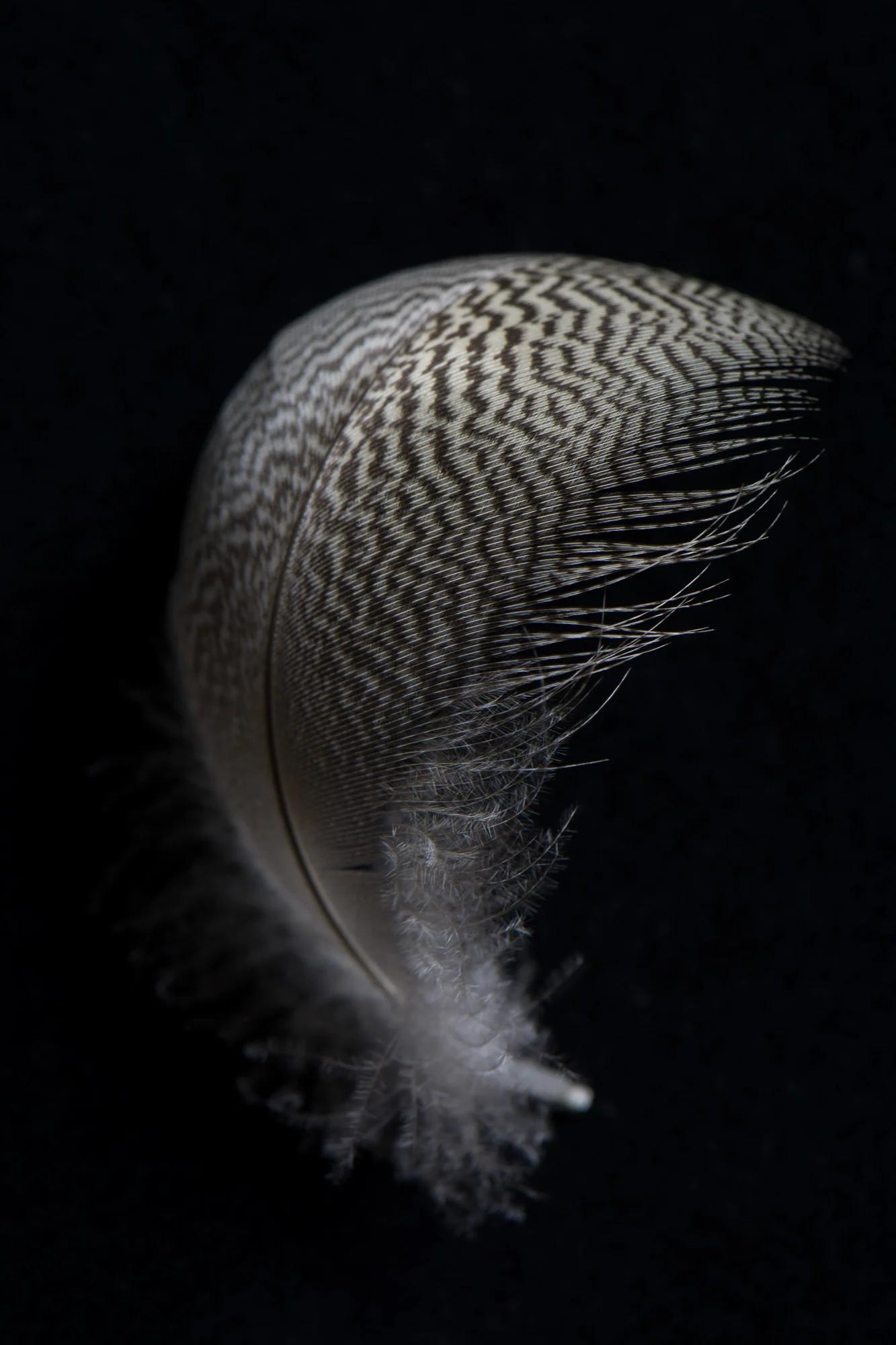 DSC_7676-webHelene Pors-stilllifeHP.jpg