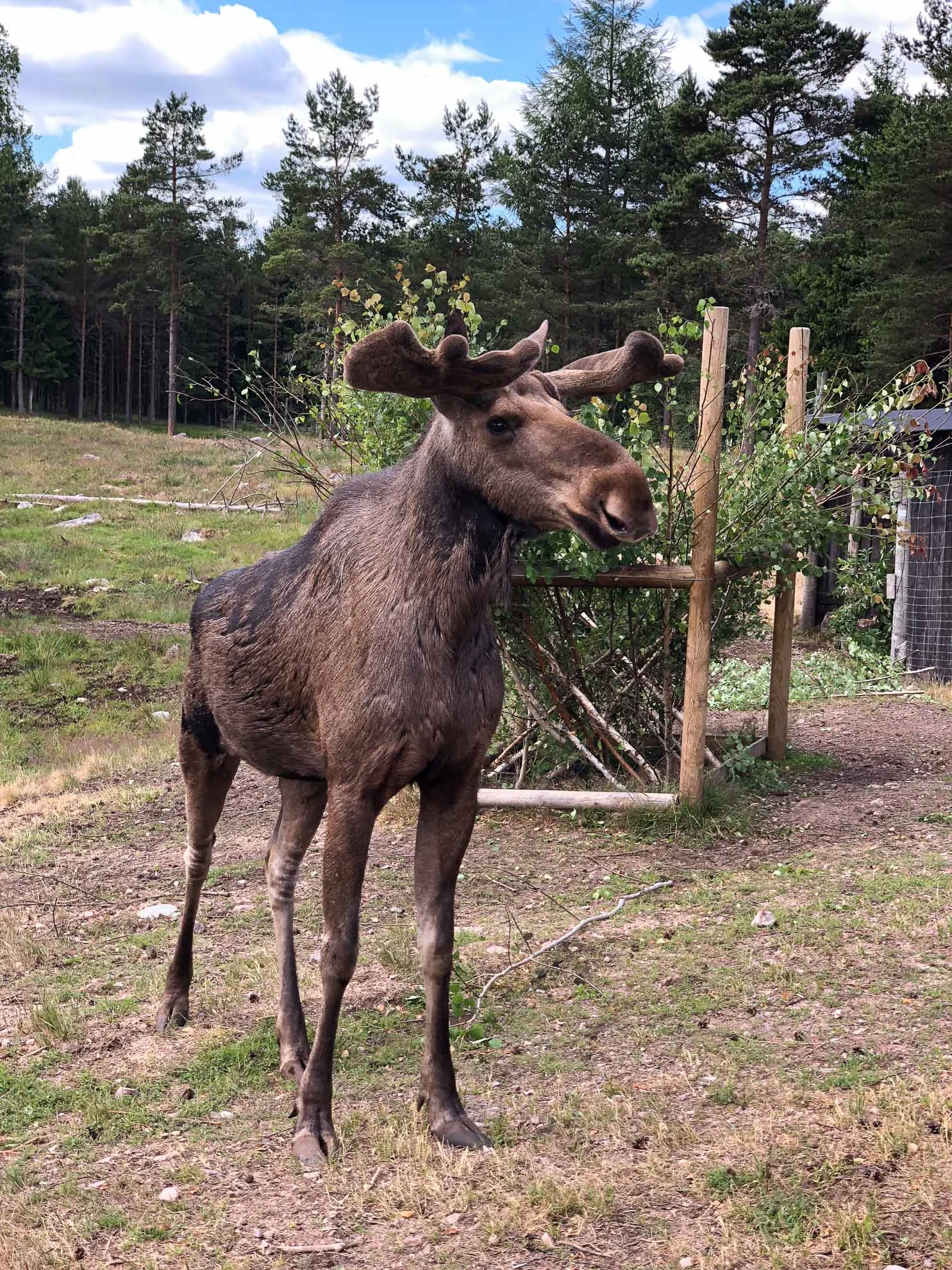 Treffen mit Elchen und Astrid Lindgren