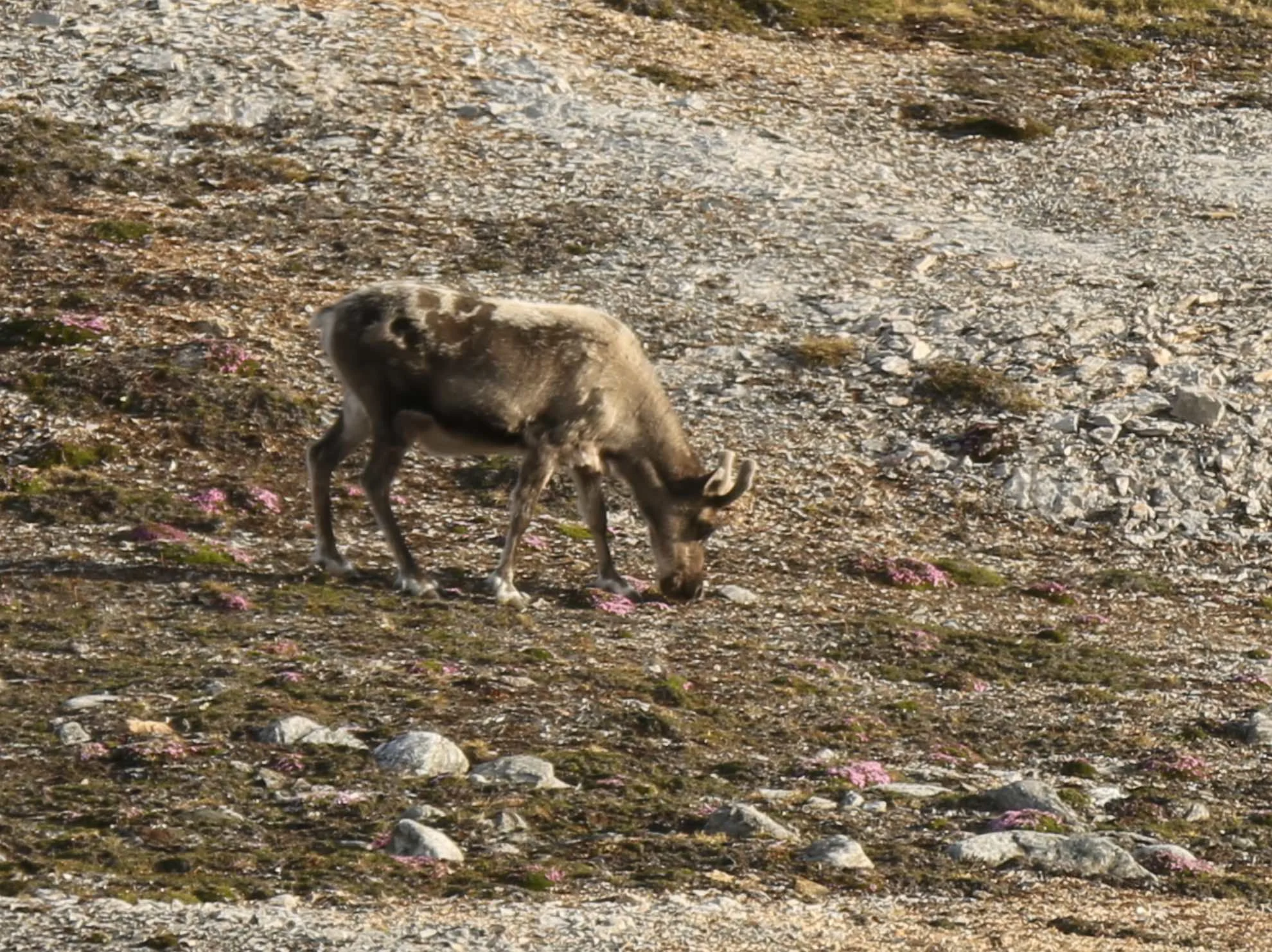 Füchse, Vögel und viel Meer