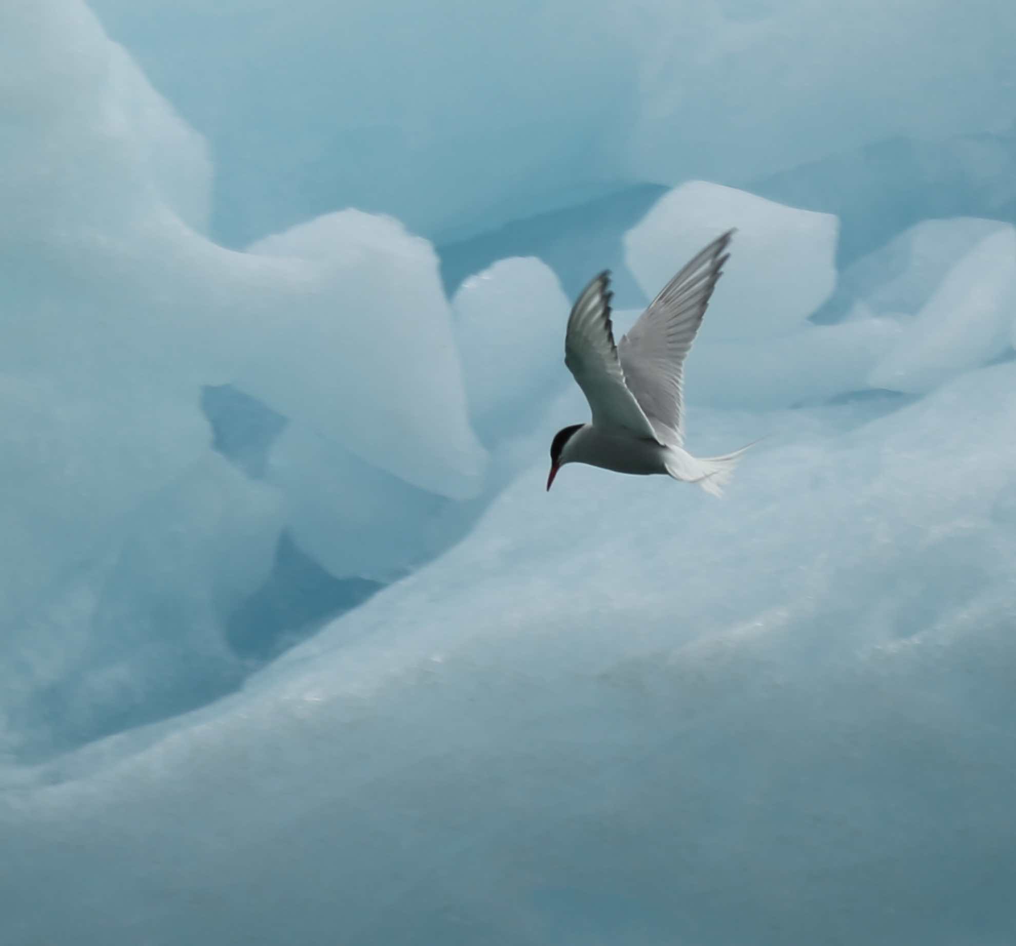Faszinierende Eisvögel