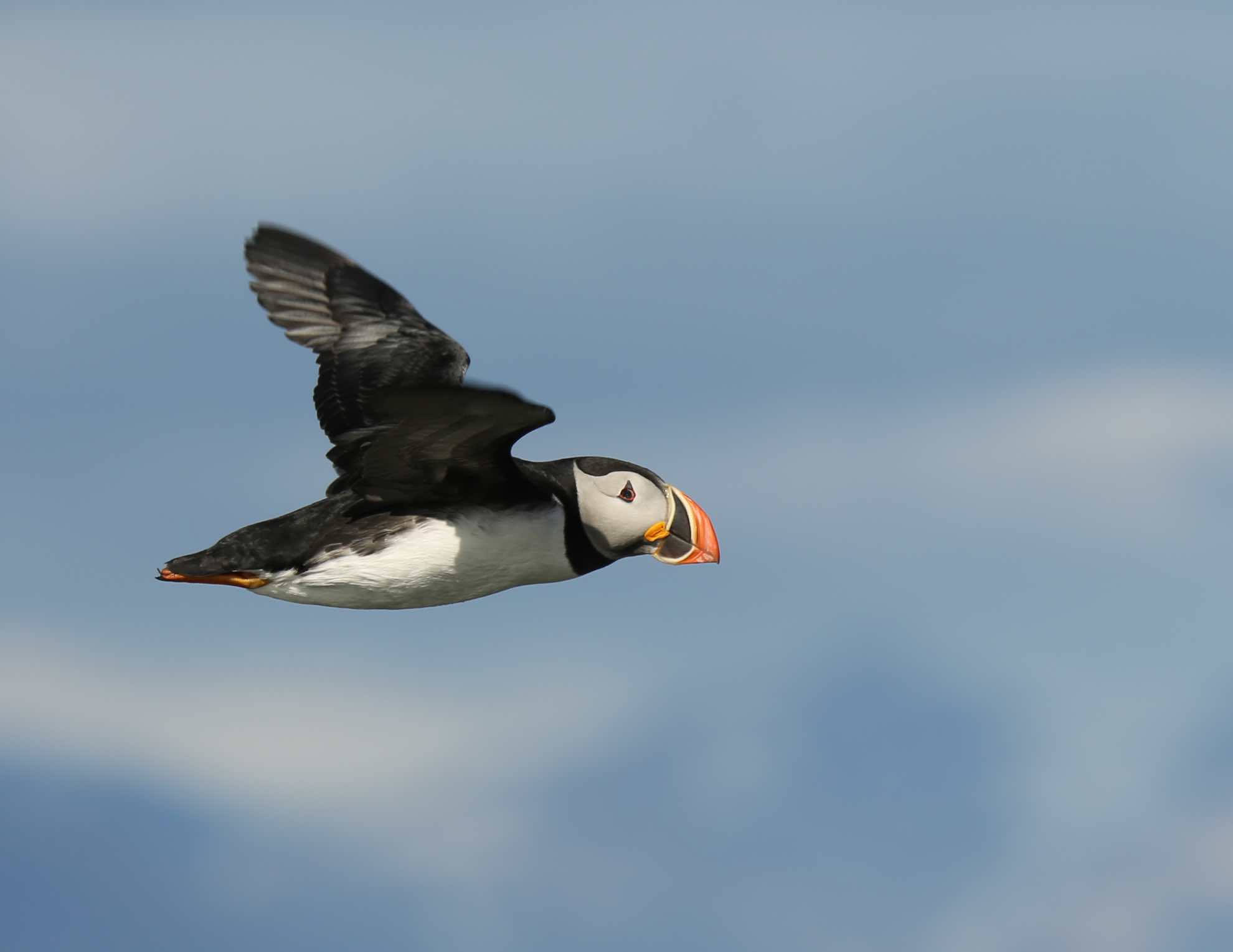 Nur selbst fliegen ist schöner