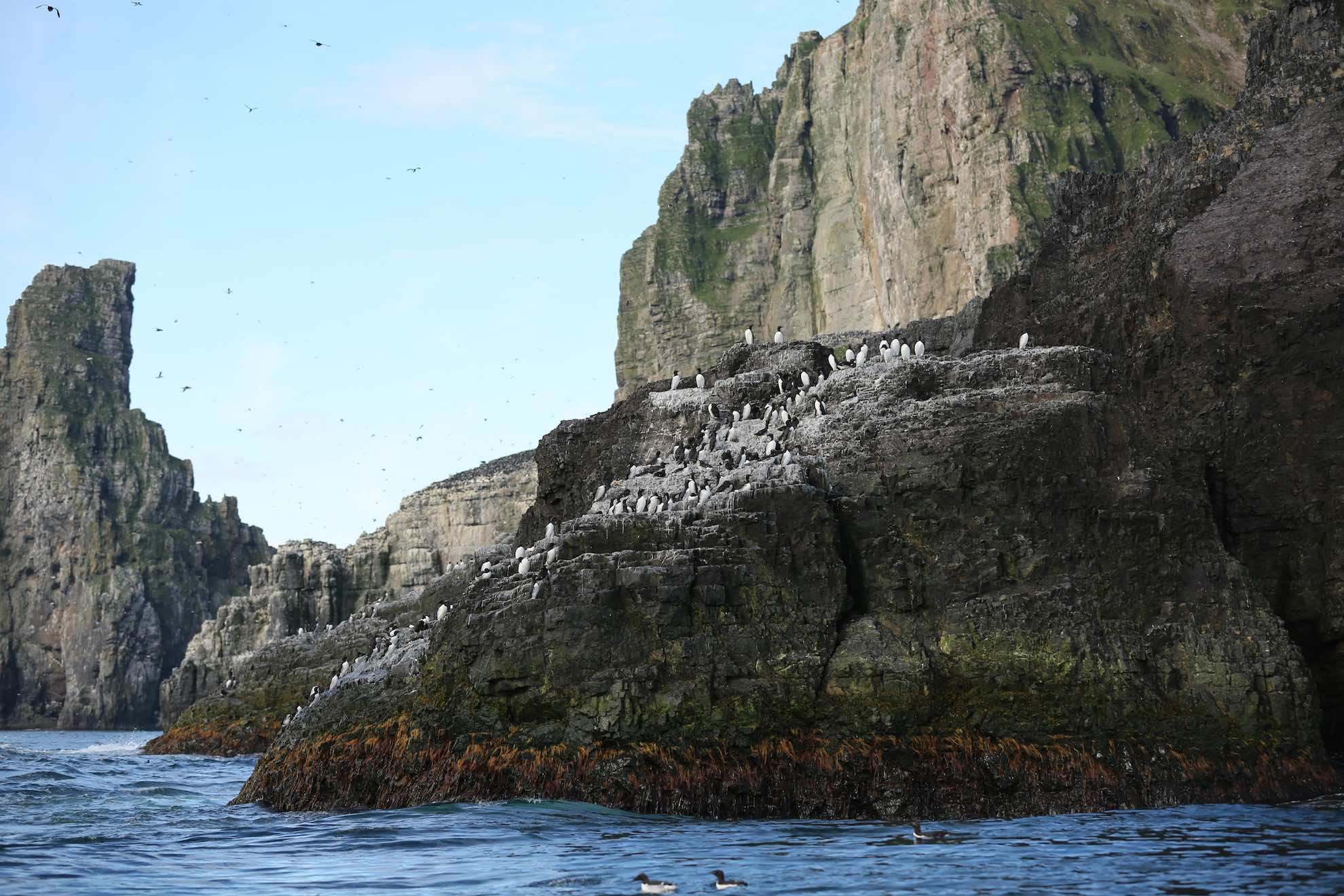 Fantastische Fauna auf der Bäreninsel