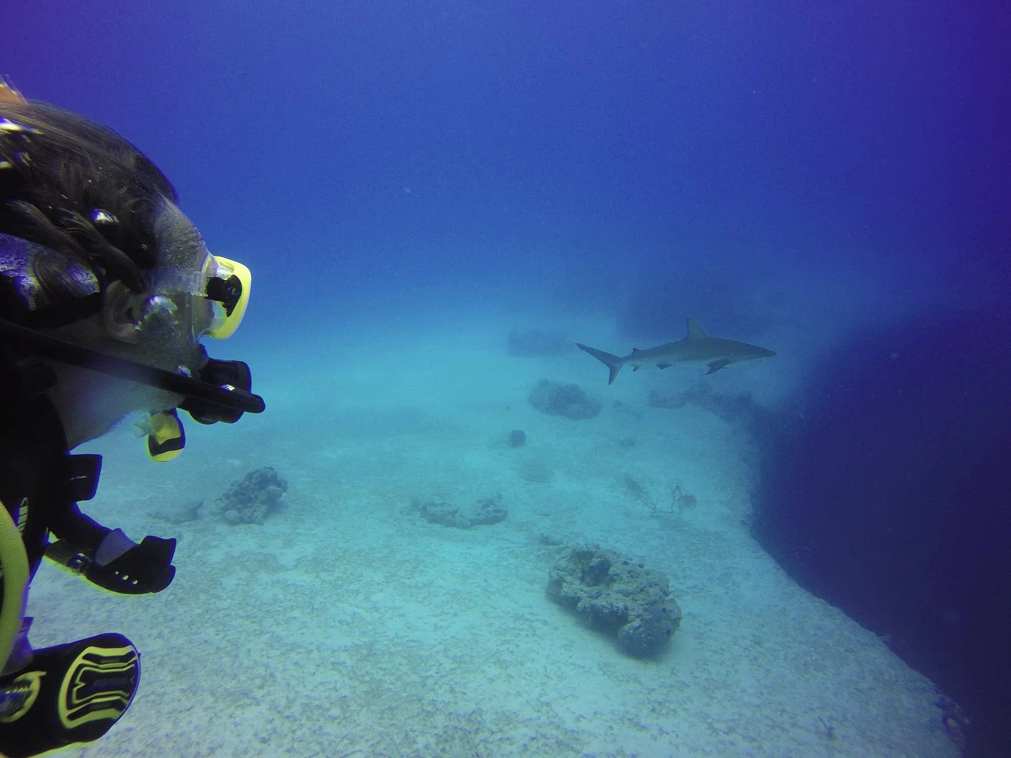 Tauchausflug mit Haien