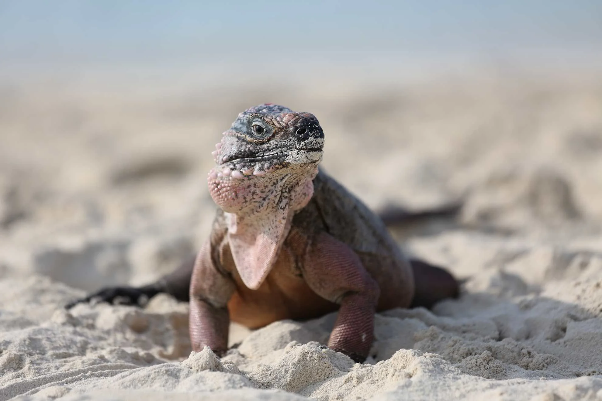 Ganz besondere Inselbewohner