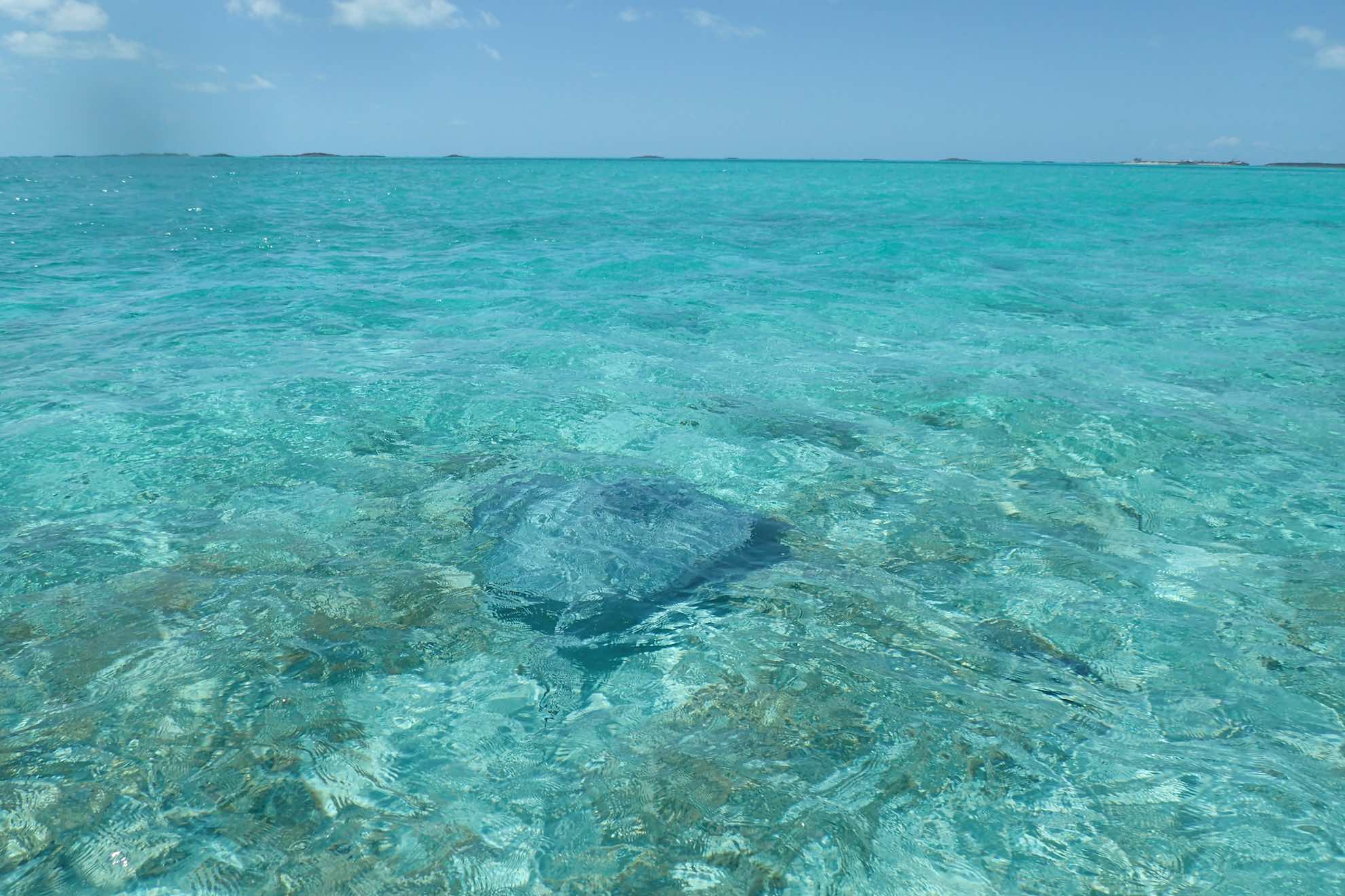 Und immer wieder wilde Tiere unter Wasser