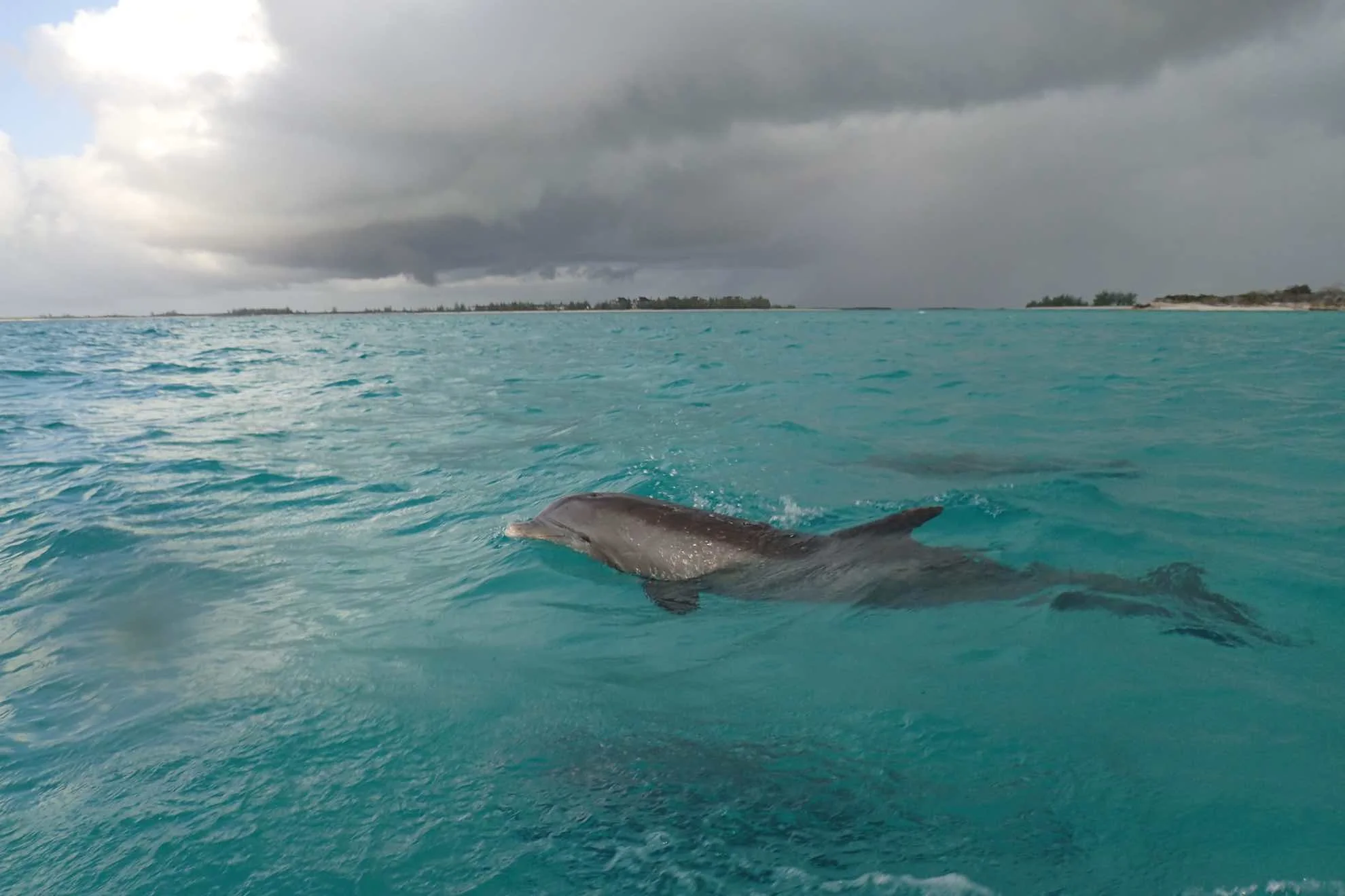 Die wollen nur spielen – und wir spielen gerne mit