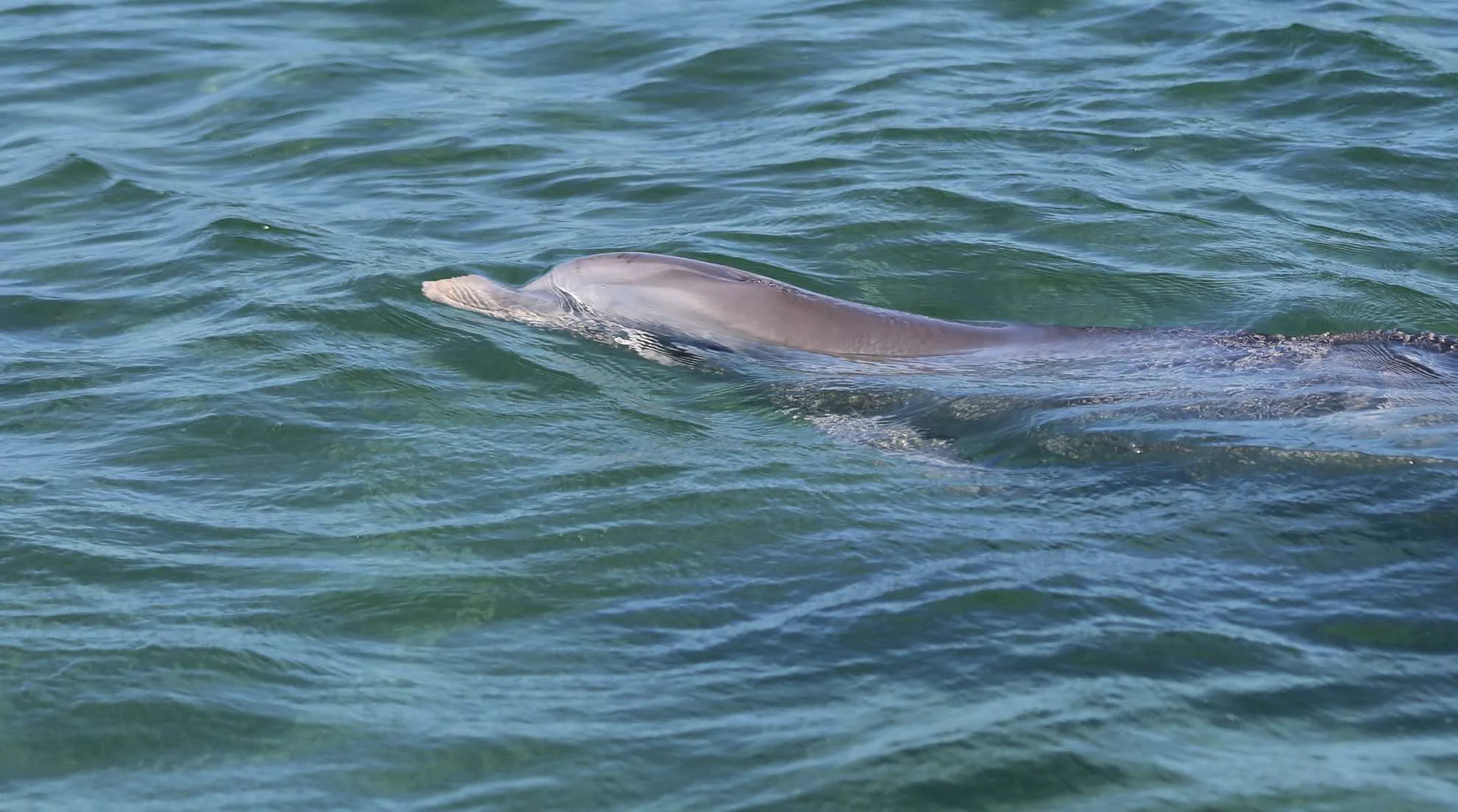 Mit der Kamera im Jagdfieber