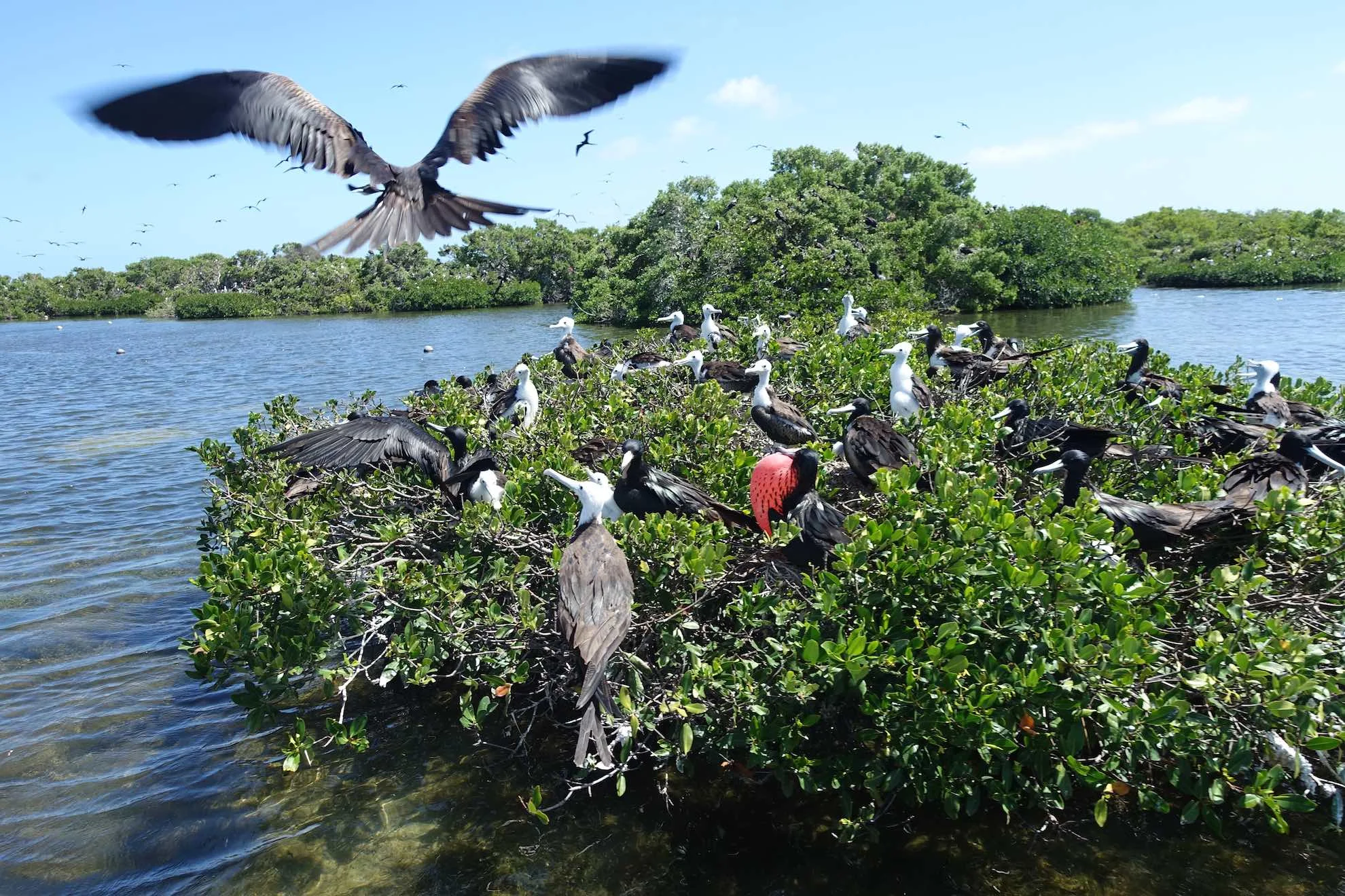 Wir beobachten Fregattvögel