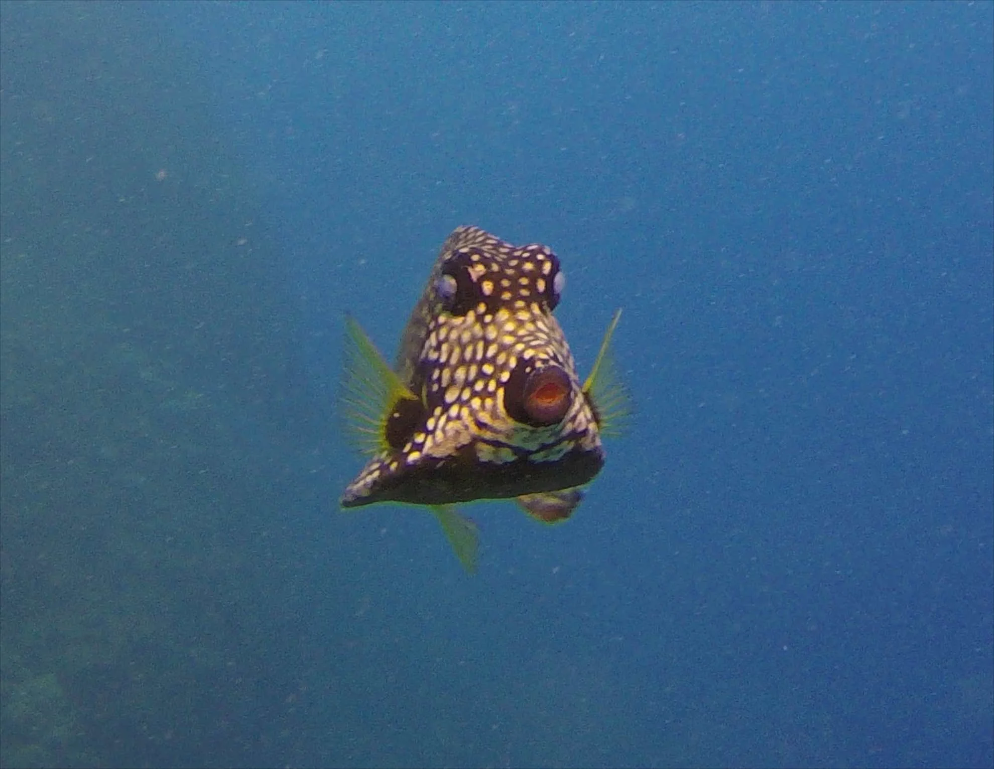 Wasserfälle, heisse Quellen, Rum-Punch, Märkte, Tauchen