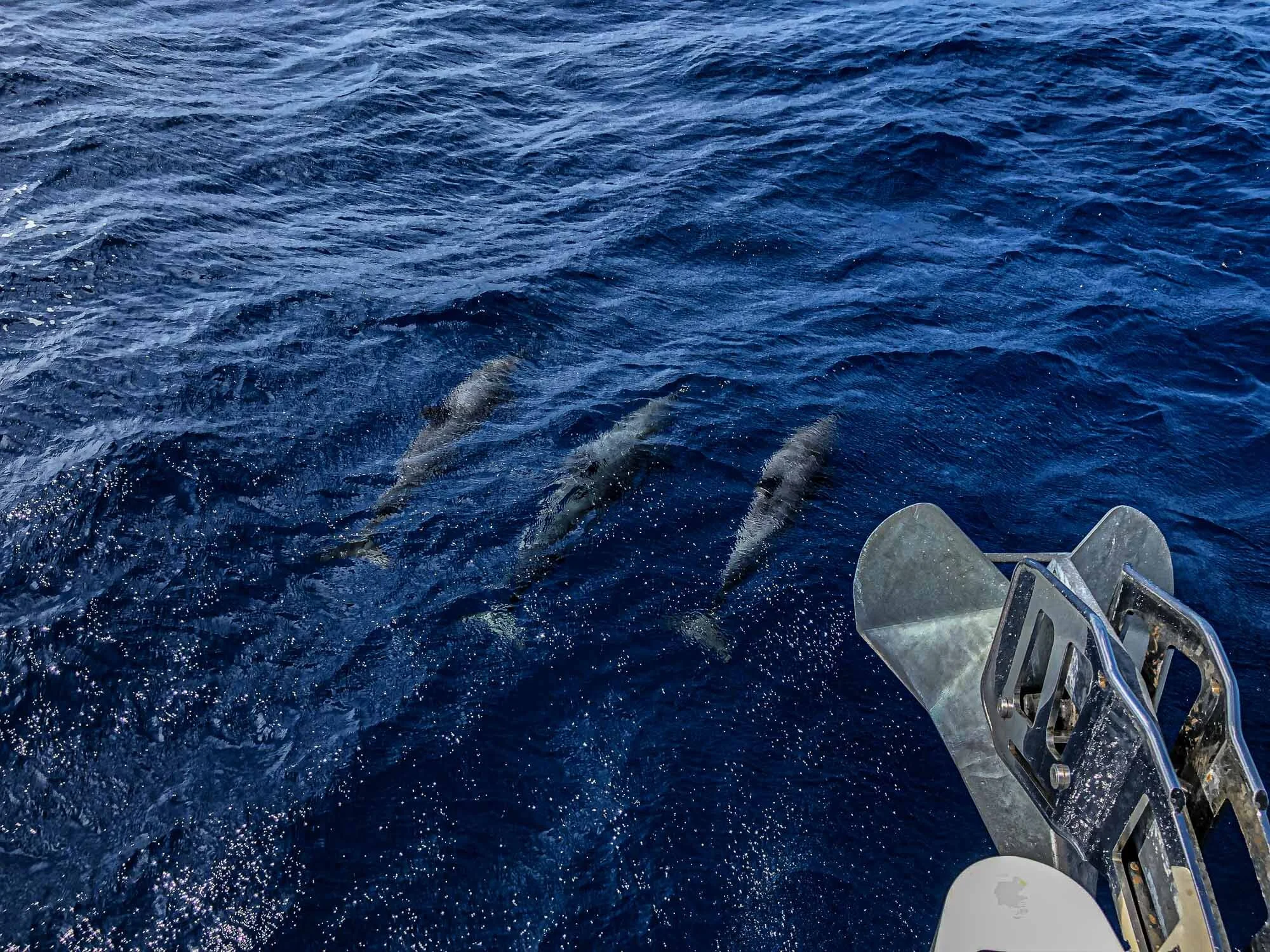 Ein Tag voller Glück