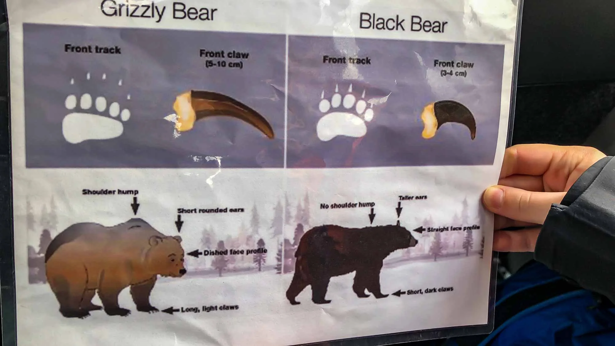 Hilfestellung, um einen Grizzly von einem Schwarzbären zu unterscheinden