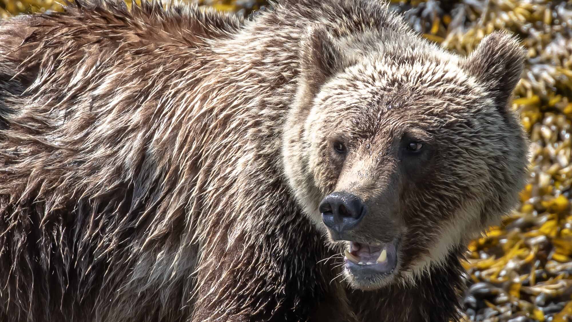 Wie erkennt man einen Grizzly?